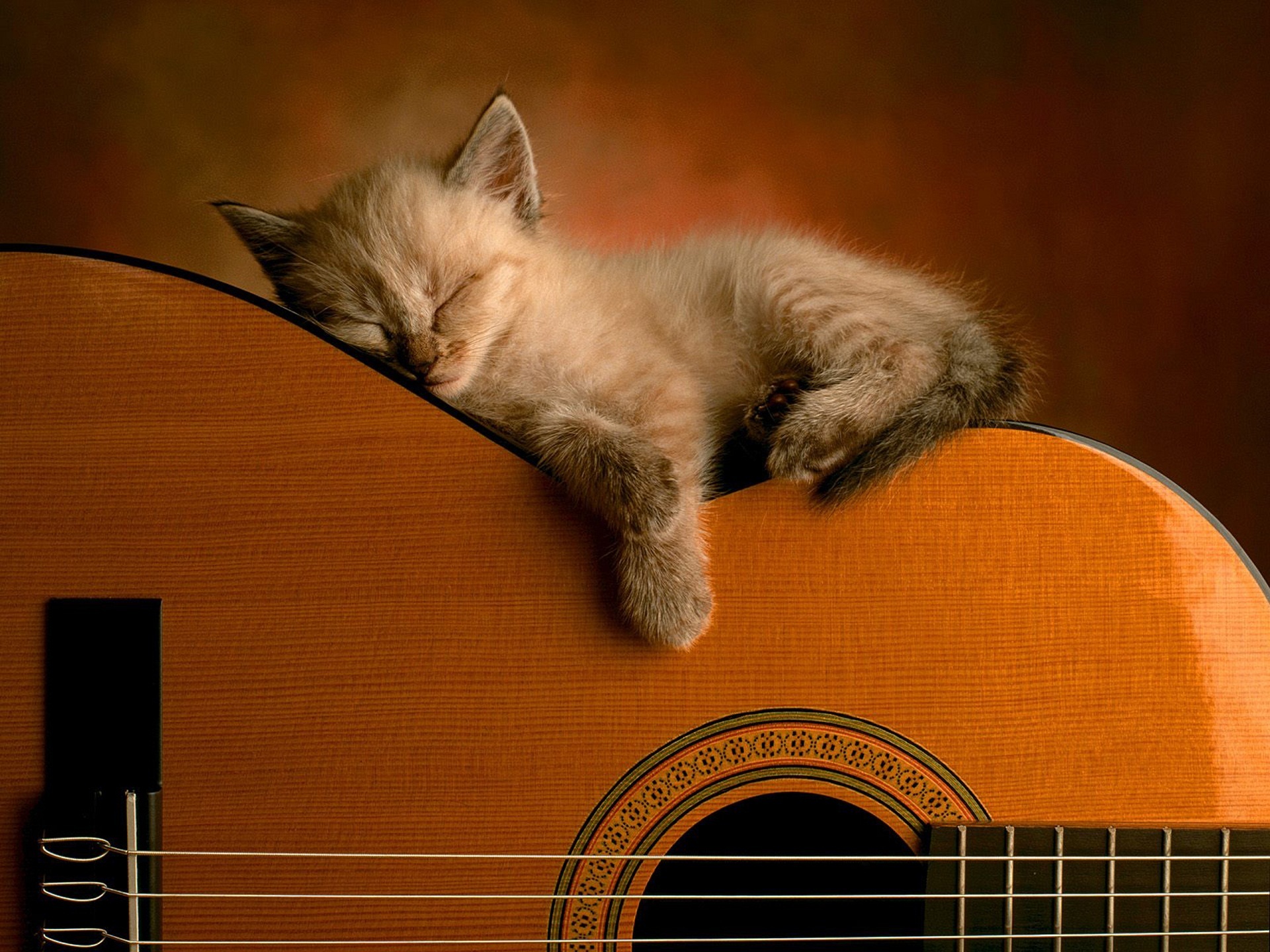 Музыка для кошек слушать. Гитара "котенок". Котик с гитарой. Кот с электрогитарой. Кот-музыкант.