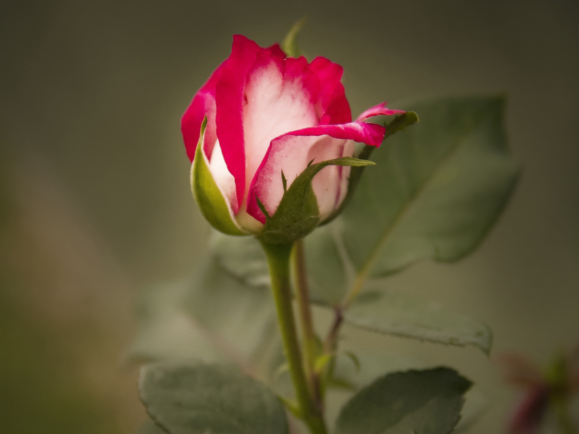 Красивые бутоны 1. Нераскрывшийся бутон розы. Бутон розовой розы.