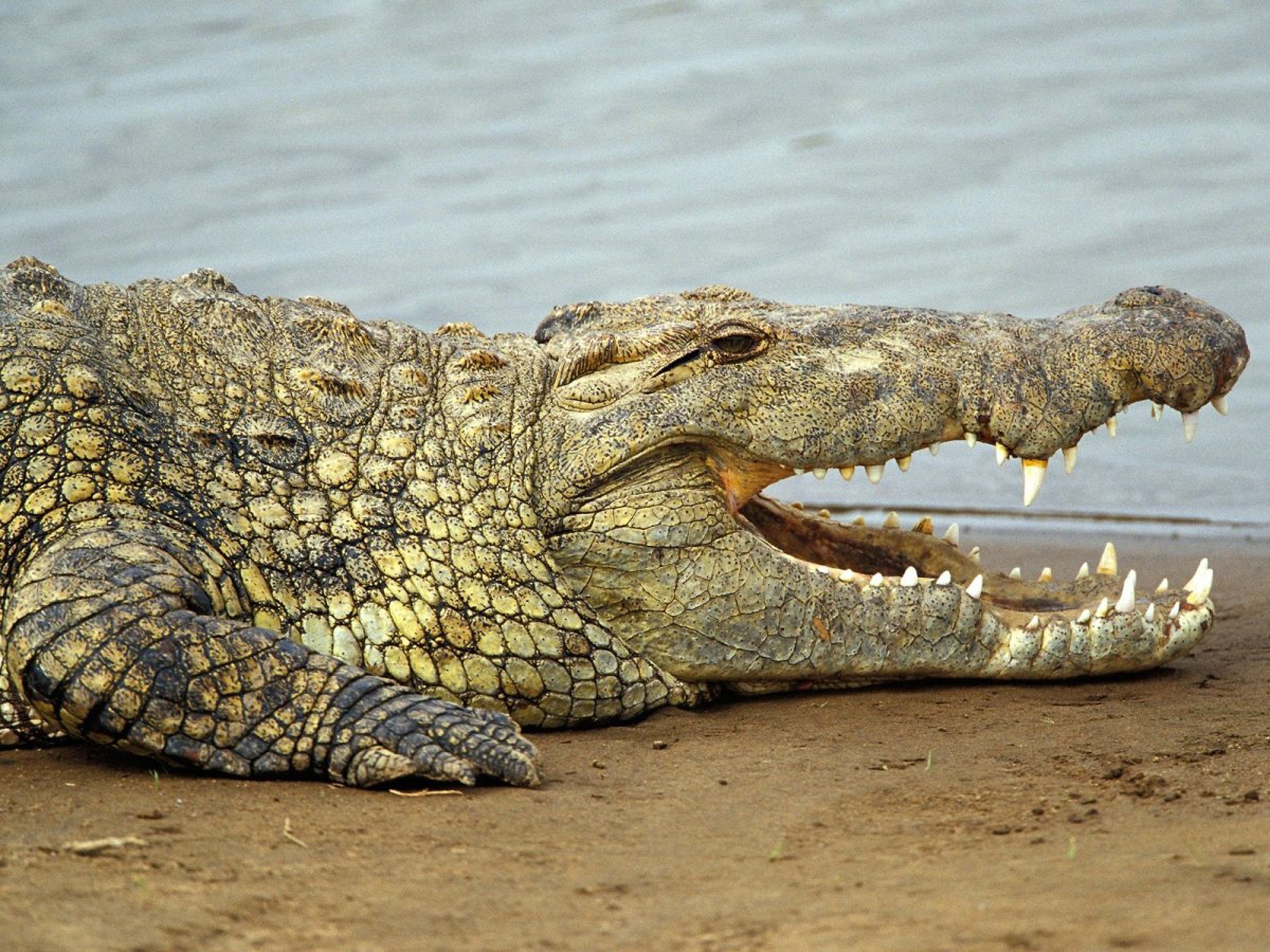 Крокодил самый опасный хищник. Нильский крокодил. Гребнистый крокодил и Кайман. Австралийский узкорылый крокодил.