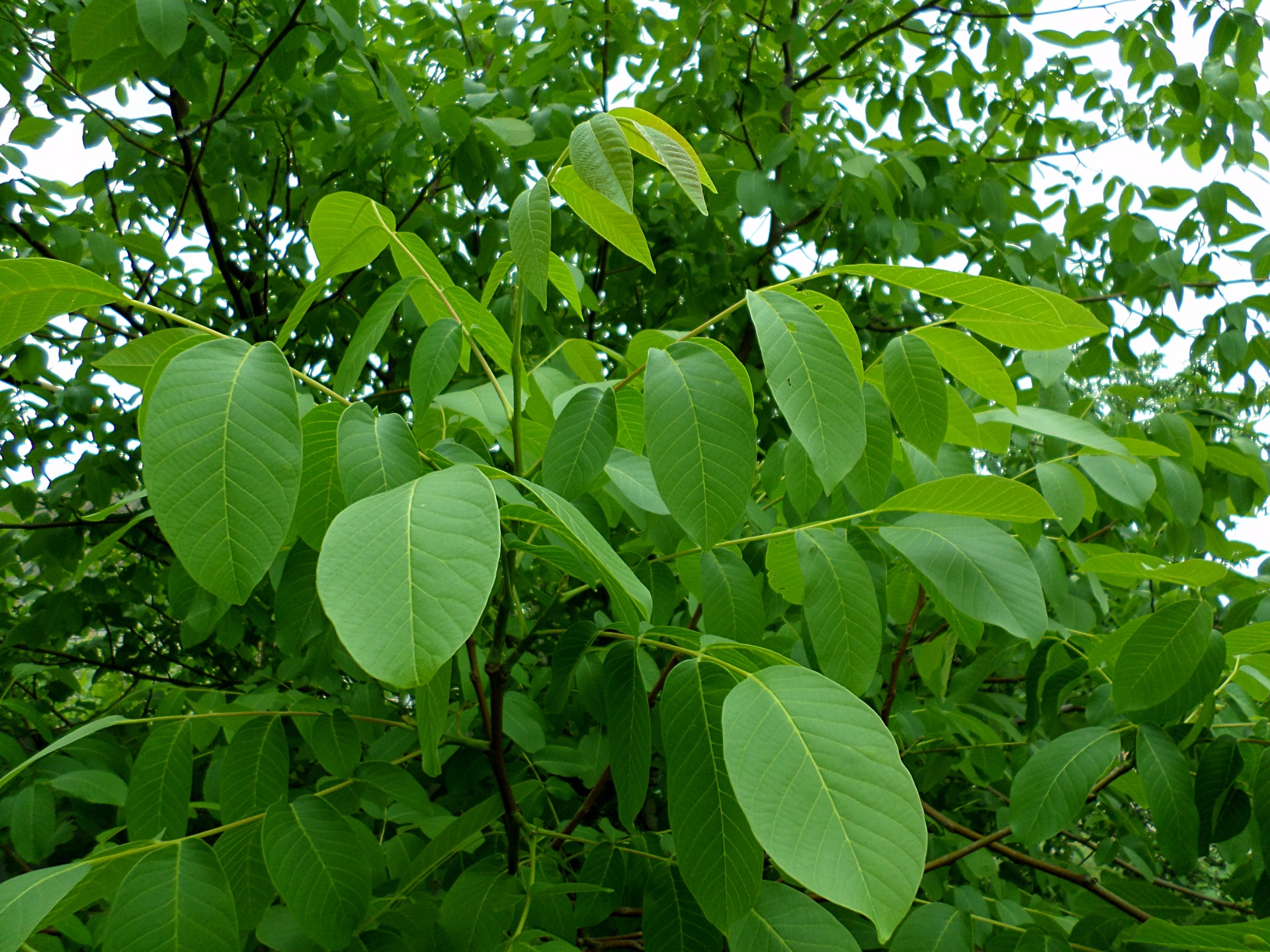 Листья ореха фото. Грецкий орех дерево листья. Juglans Regia Leaf. Листок грецкого ореха. Листья грецкого ореха сажанца.