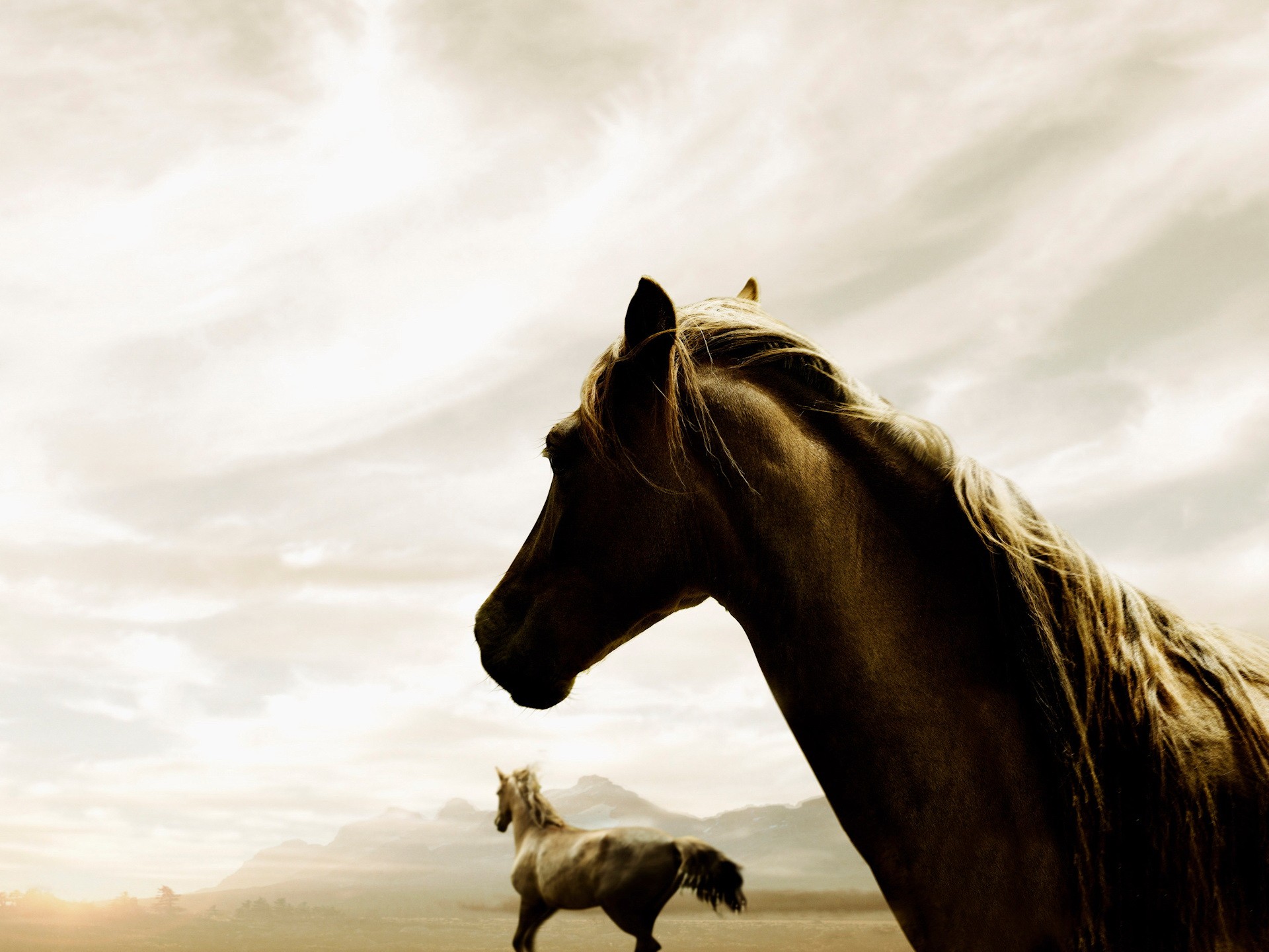 Обложка лошади. Красивый конь. Обои лошади. Картинки лошадей. Обои на рабочий стол лошади.