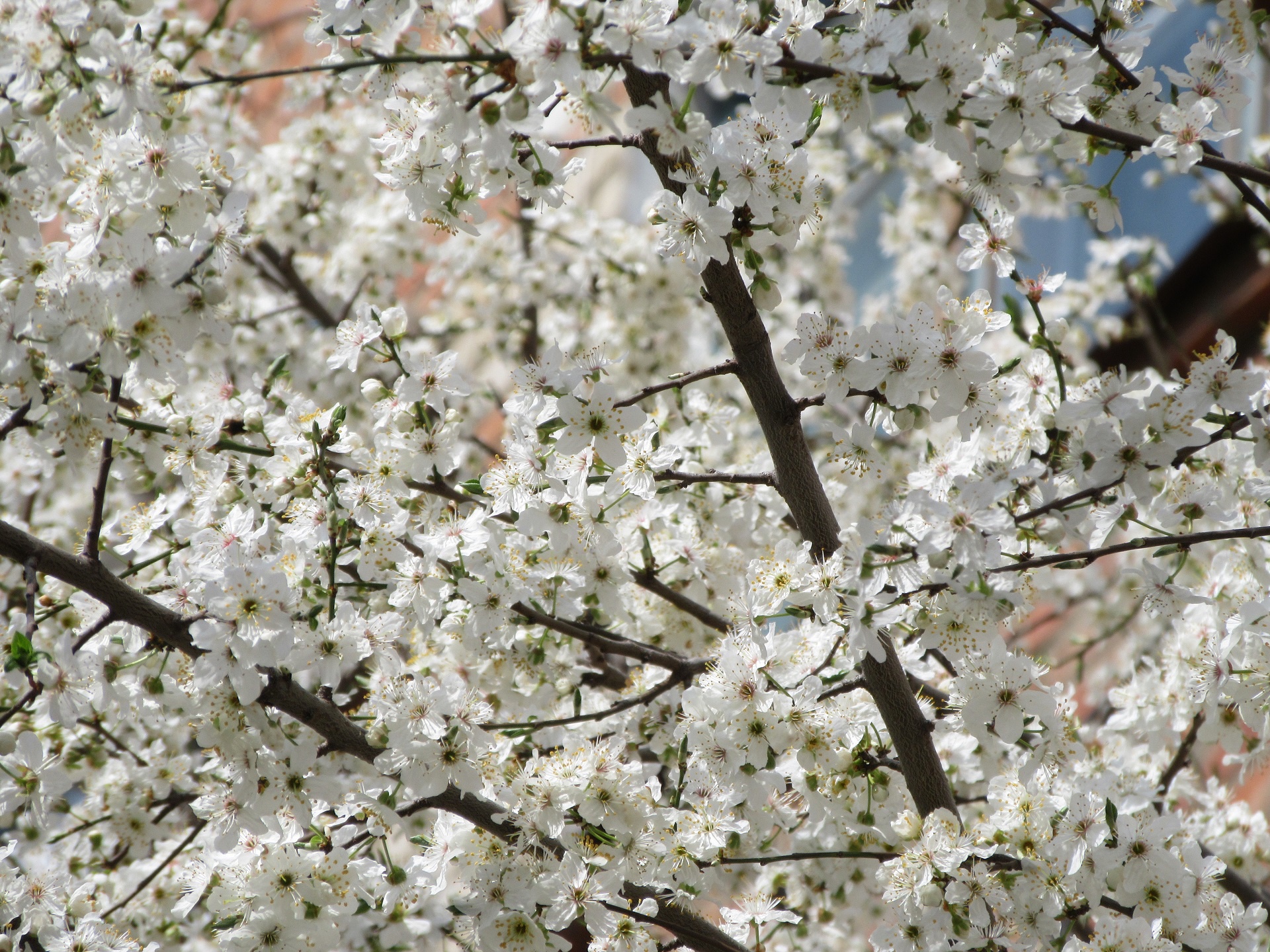 Какое дерево цветет белым. Дерево цветет белыми цветами в апреле. Белое цветущее дерево. Дерево цветущее белыми цветами в мае. Деревья цветущие белыми цветами в мае.