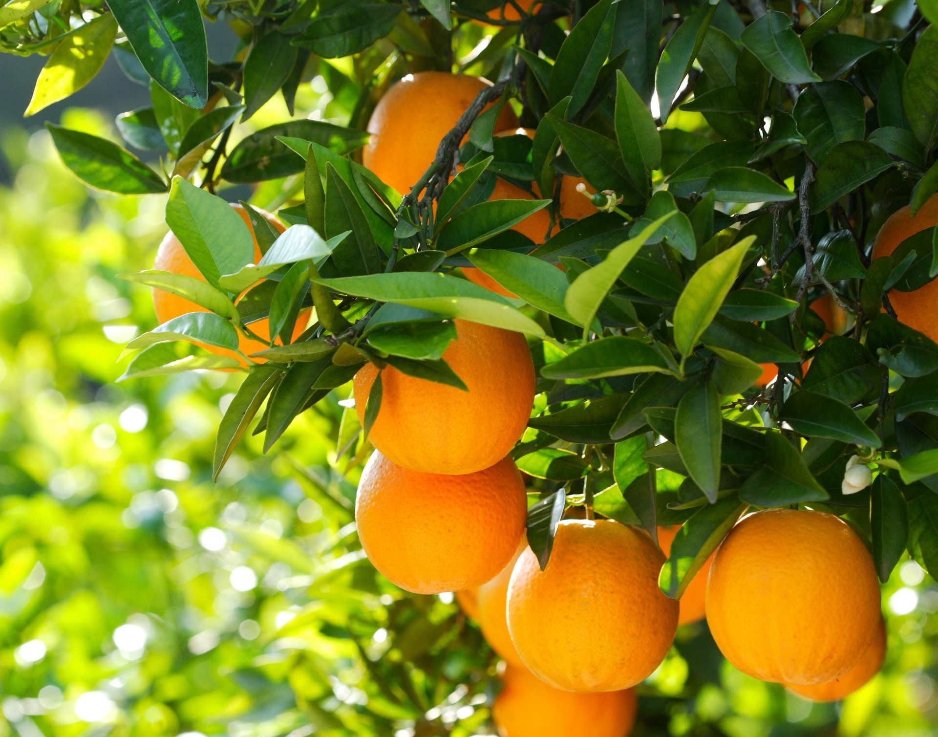 На дереве висят мандарины. Апельсин Гамлин. Мандарин померанец. Цитрус каламондин (плоды оранжевые). Померанец дерево.