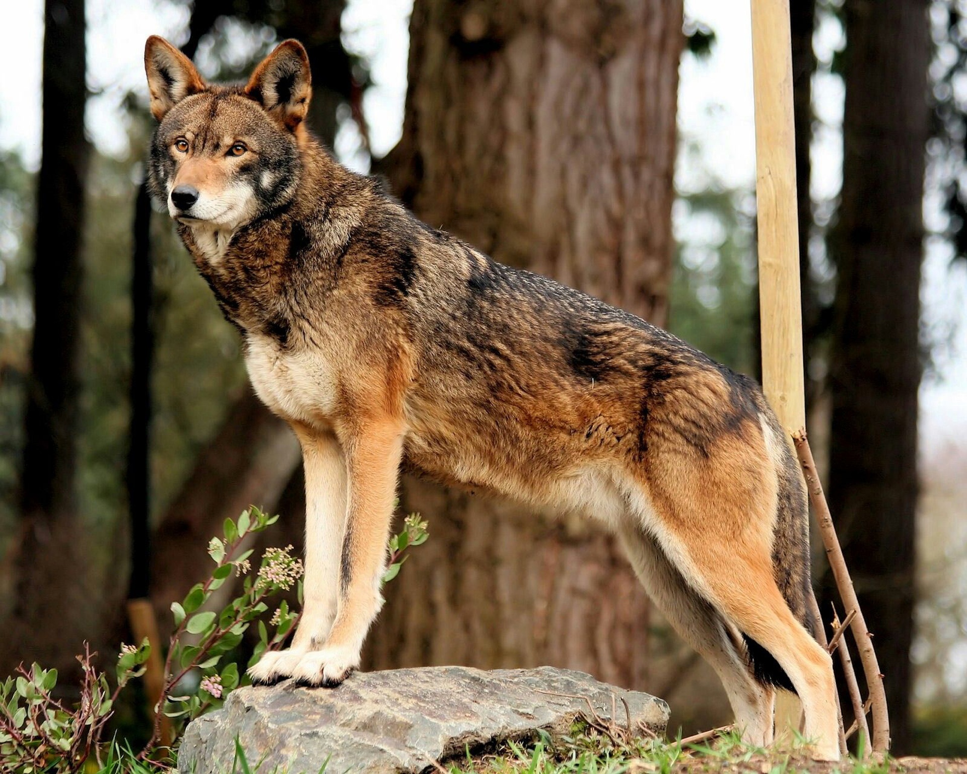 R wolf. Волк canis Lupus. Рыжий волк canis Rufus. Американский волкособ. Волкособ рыжий.