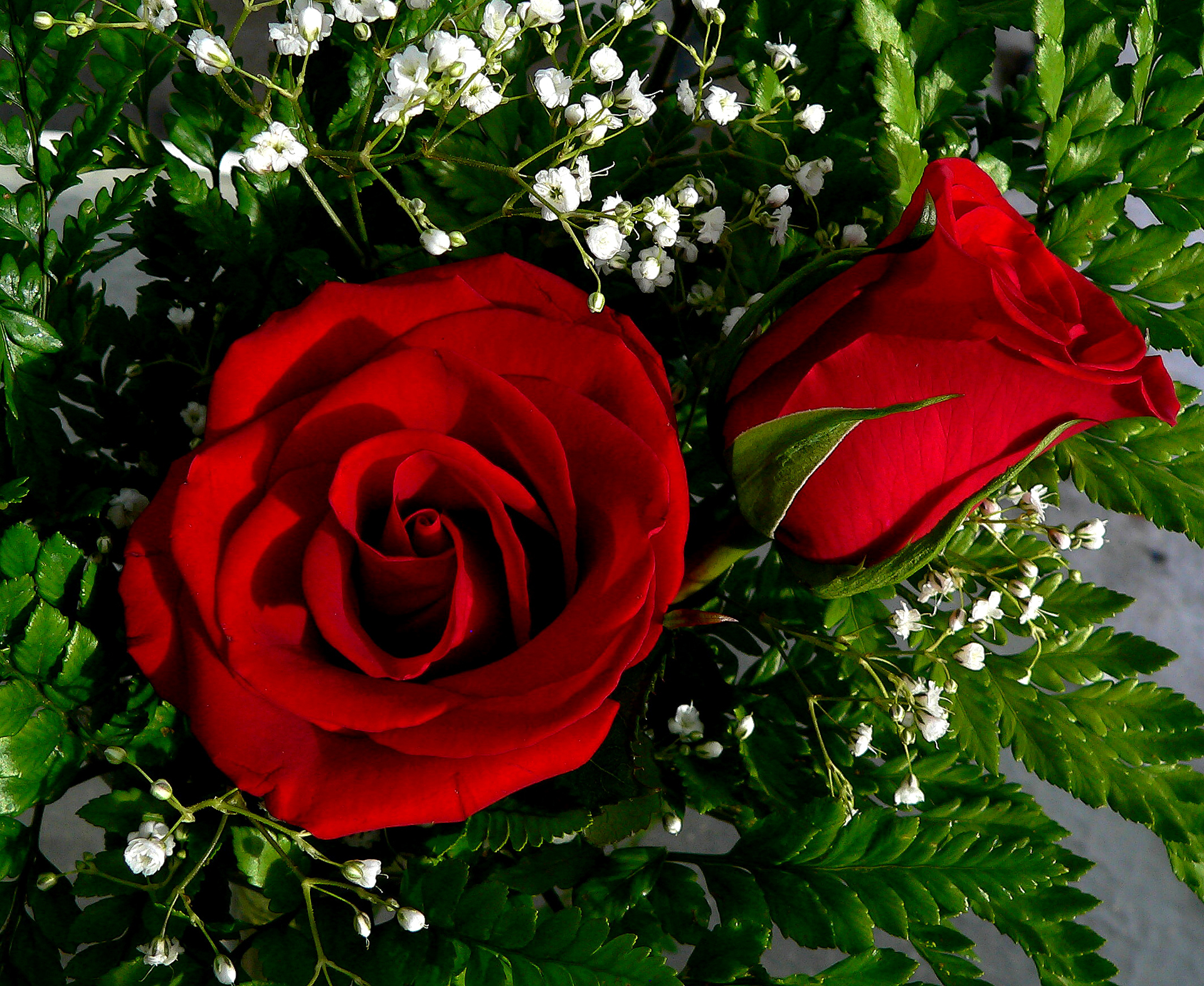 Красивое фото красной розы. Атур Гулар. Расми гулхо. Чирайли Гулар. Гулар Гулдастаси.