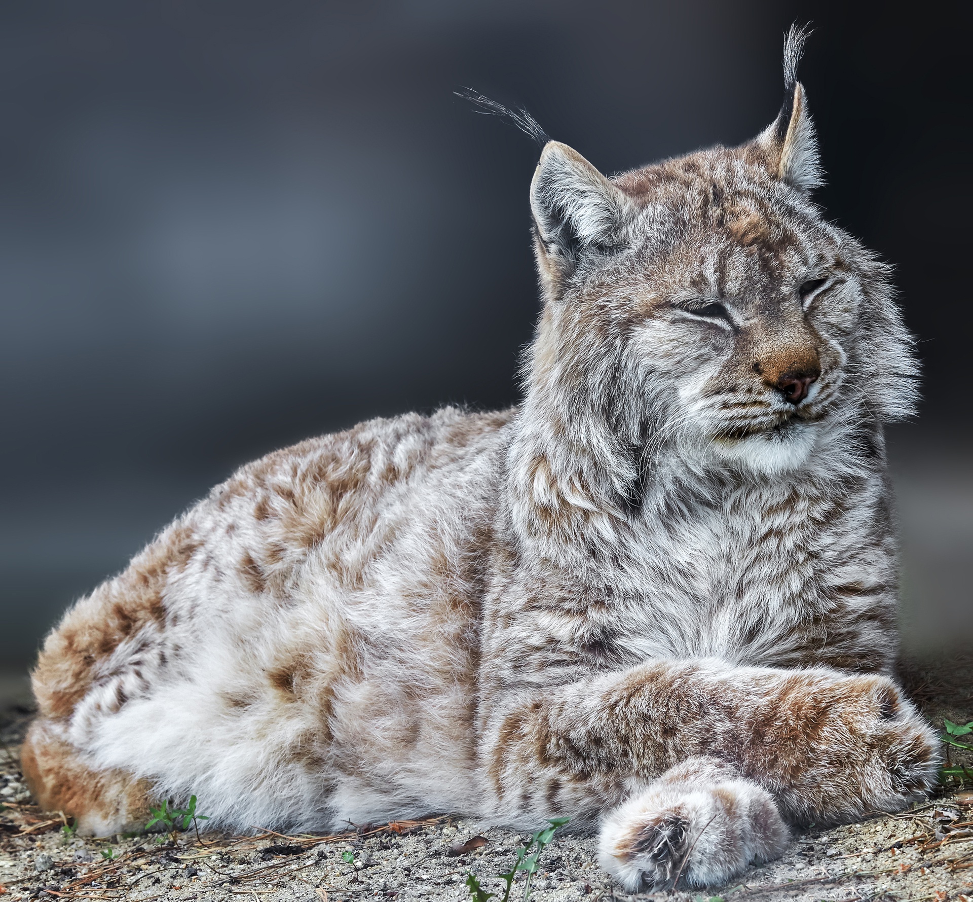 Фото рыси. Рысь длинношерстная. Lynx Рысь. Рыжая канадская Рысь. Флоппа Рысь.