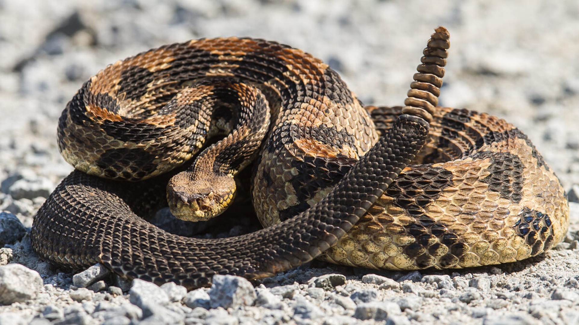 Гремучая змея какая. Техасский гремучник змея. Гадюка гремучая змея. Техасский гремучник Crotalus Atrox. Каскабель змея.