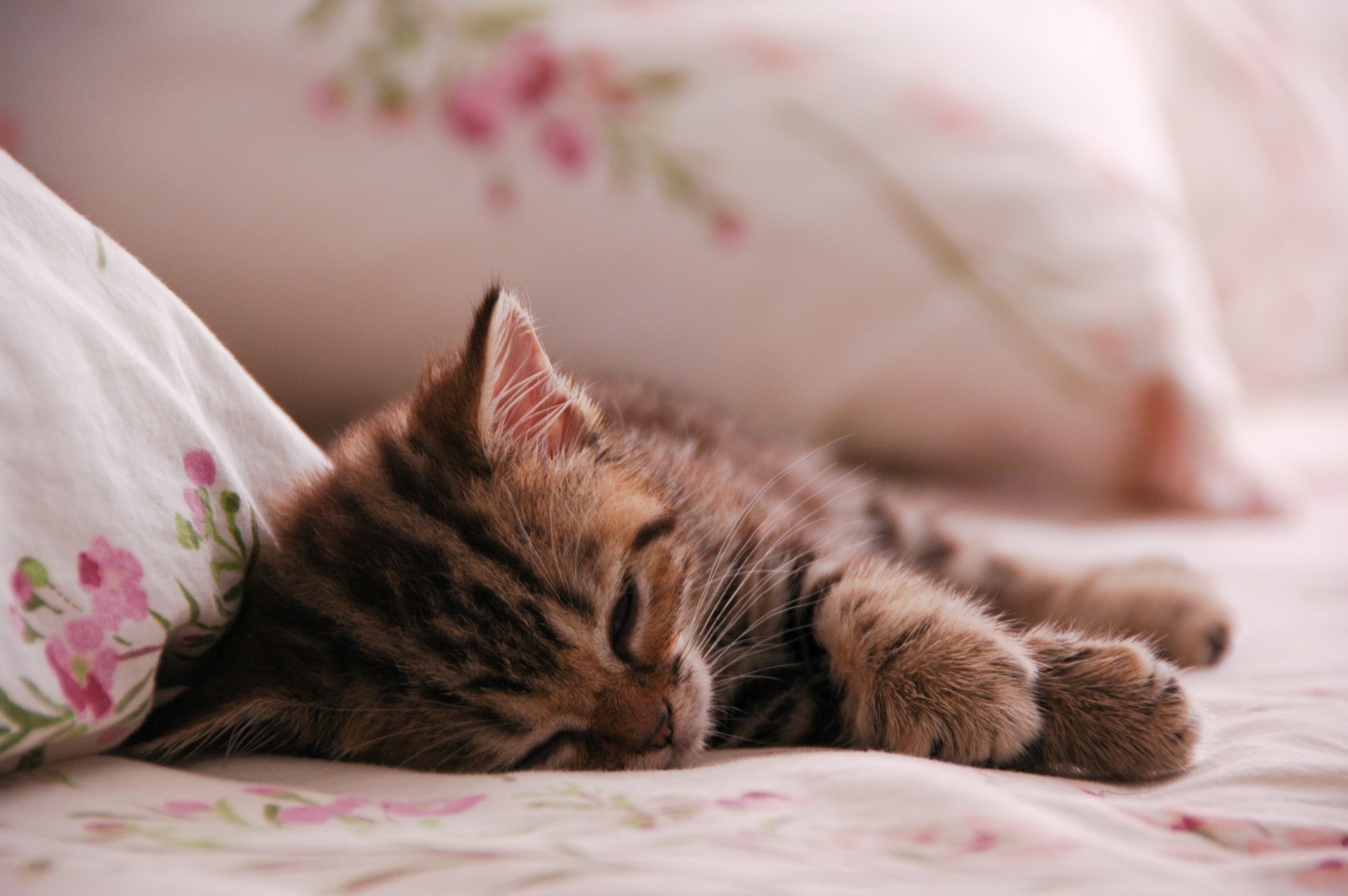 Красивый котенок во сне. Спящие котята. Подушка "котёнок". Котик в кровати.