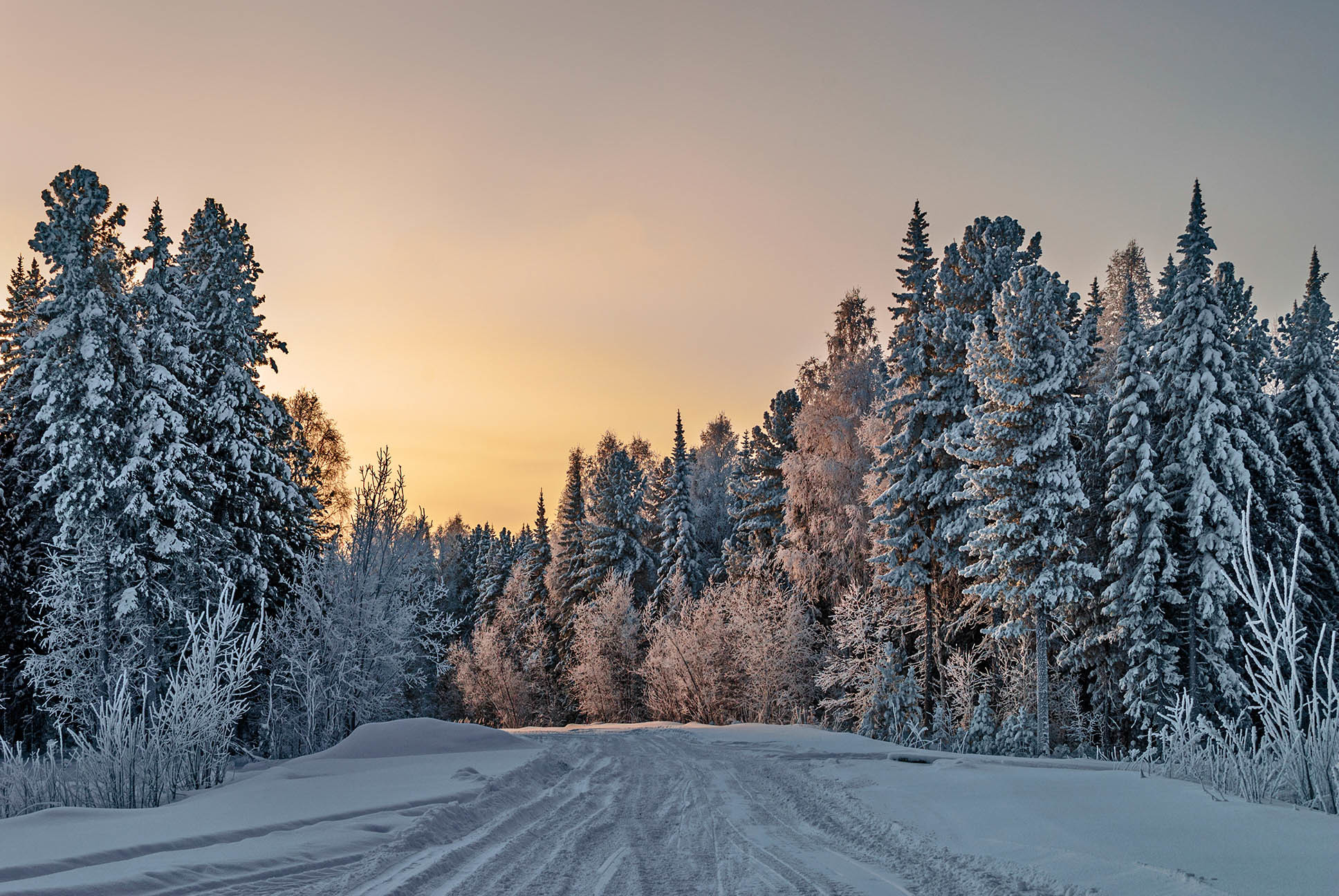 Winter forest. Зимний лес. Зимой в лесу. Зимние леса. Заснеженный лес.