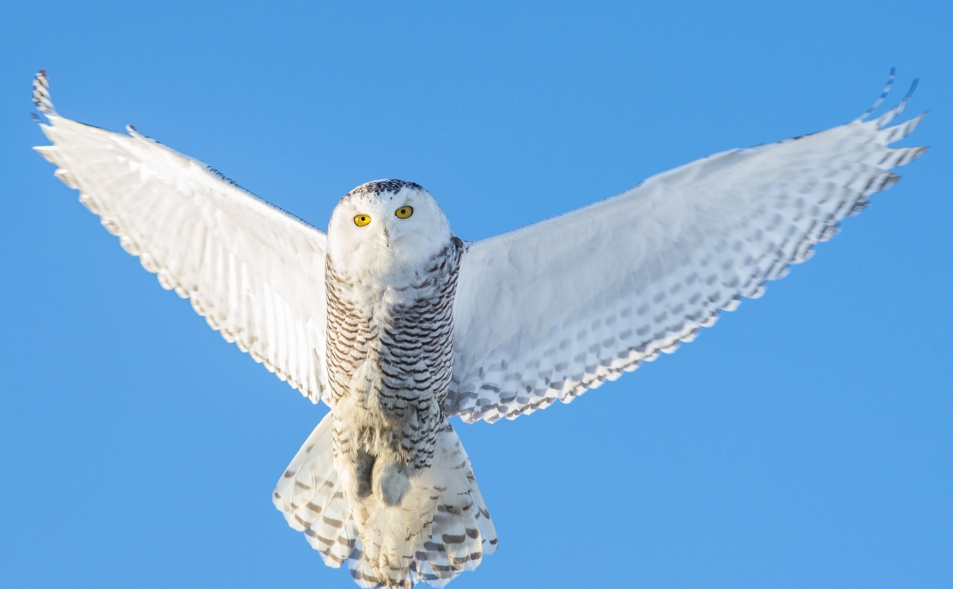 Обои крылья, полярная сова, Snowy Owl на телефон и рабочий стол, раздел  животные, разрешение 1942x1200 - скачать