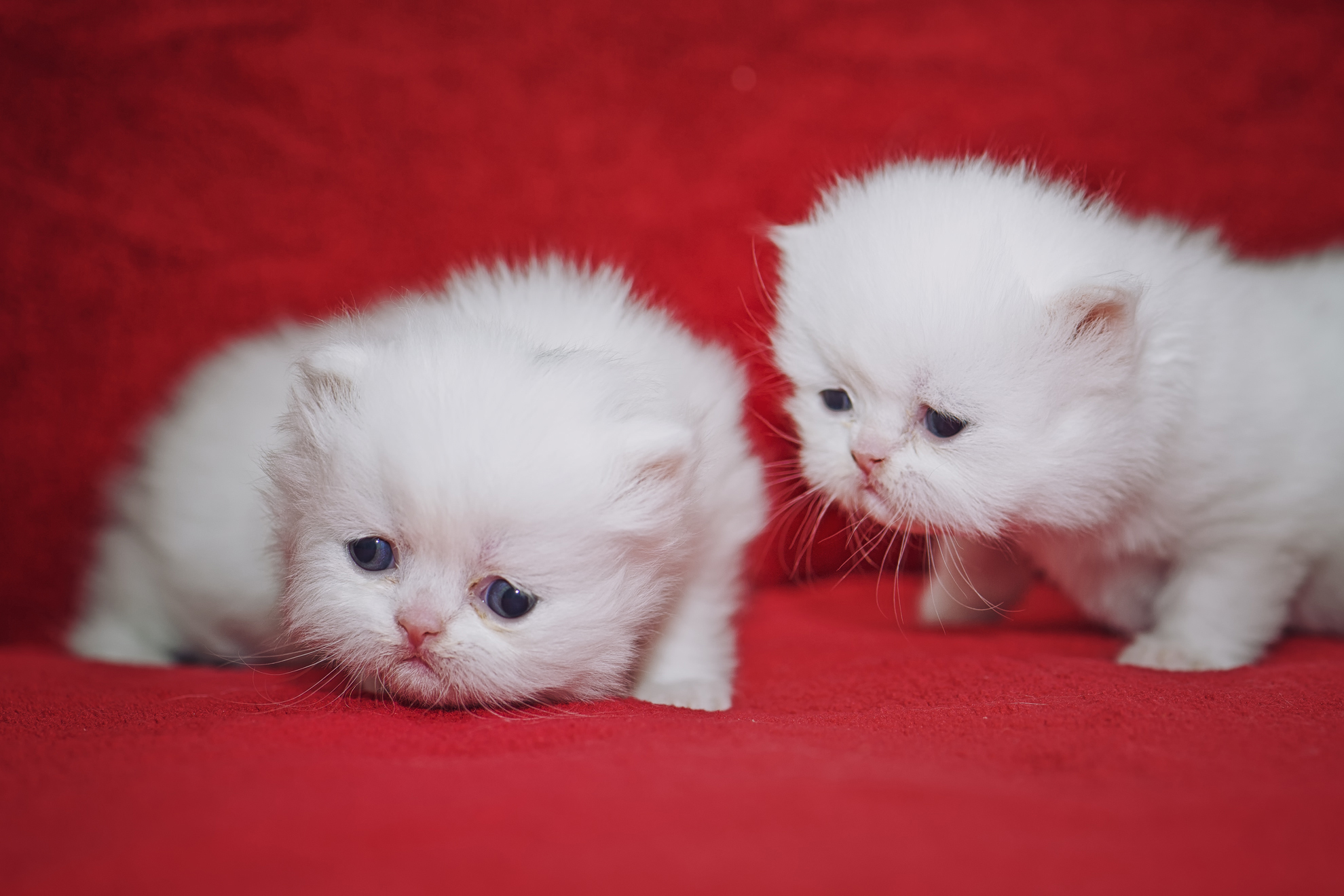 Хочу маленькие котики. Котята милашки. Маленькие котята пушистые. Милые кошки. Котята милые и пушистые.