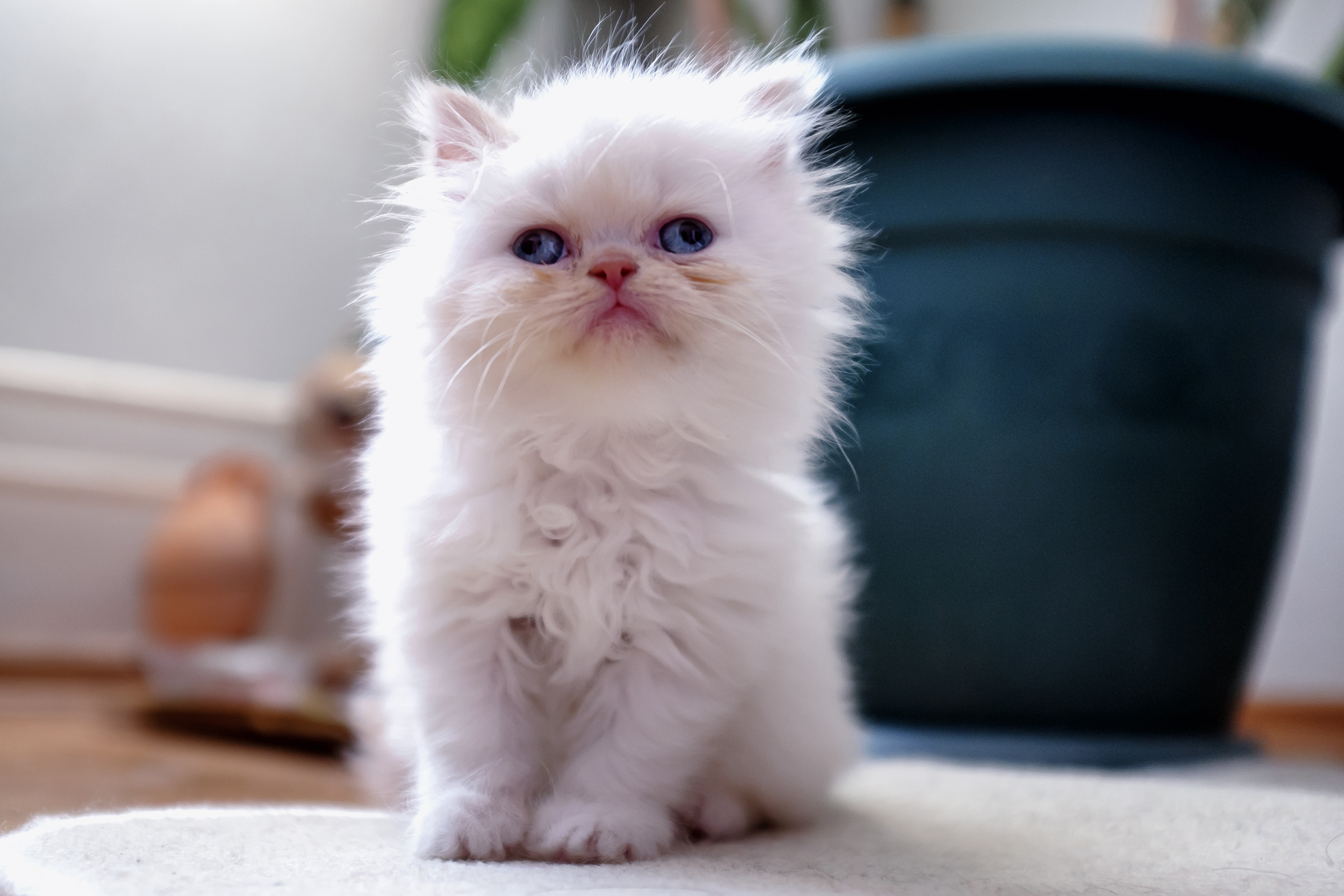 Беленьких котиков. Пушистые котята. Маленькие котята пушистые. Котята милашки. Белый пушистый котенок.