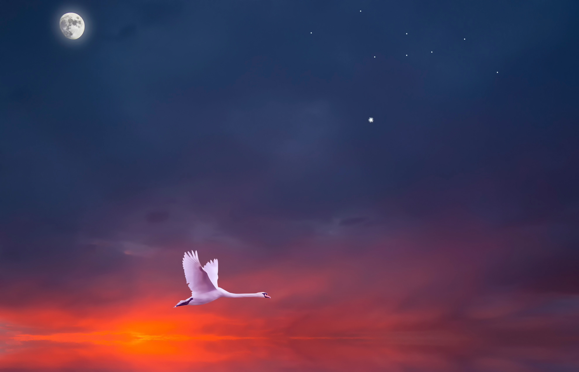 Песня птицы в небесах летают. Птицы в небе. Птица в ночном небе. Лебеди в небе. Птицы в облаках.