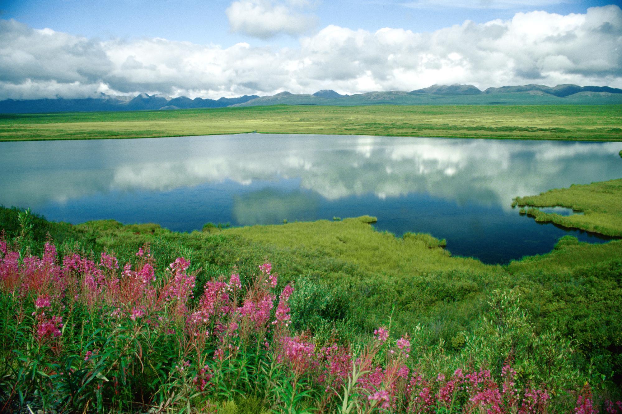 Травы рек и озер. Природа Татарстана. Фото природы. Цветы у реки. Природа озеро.