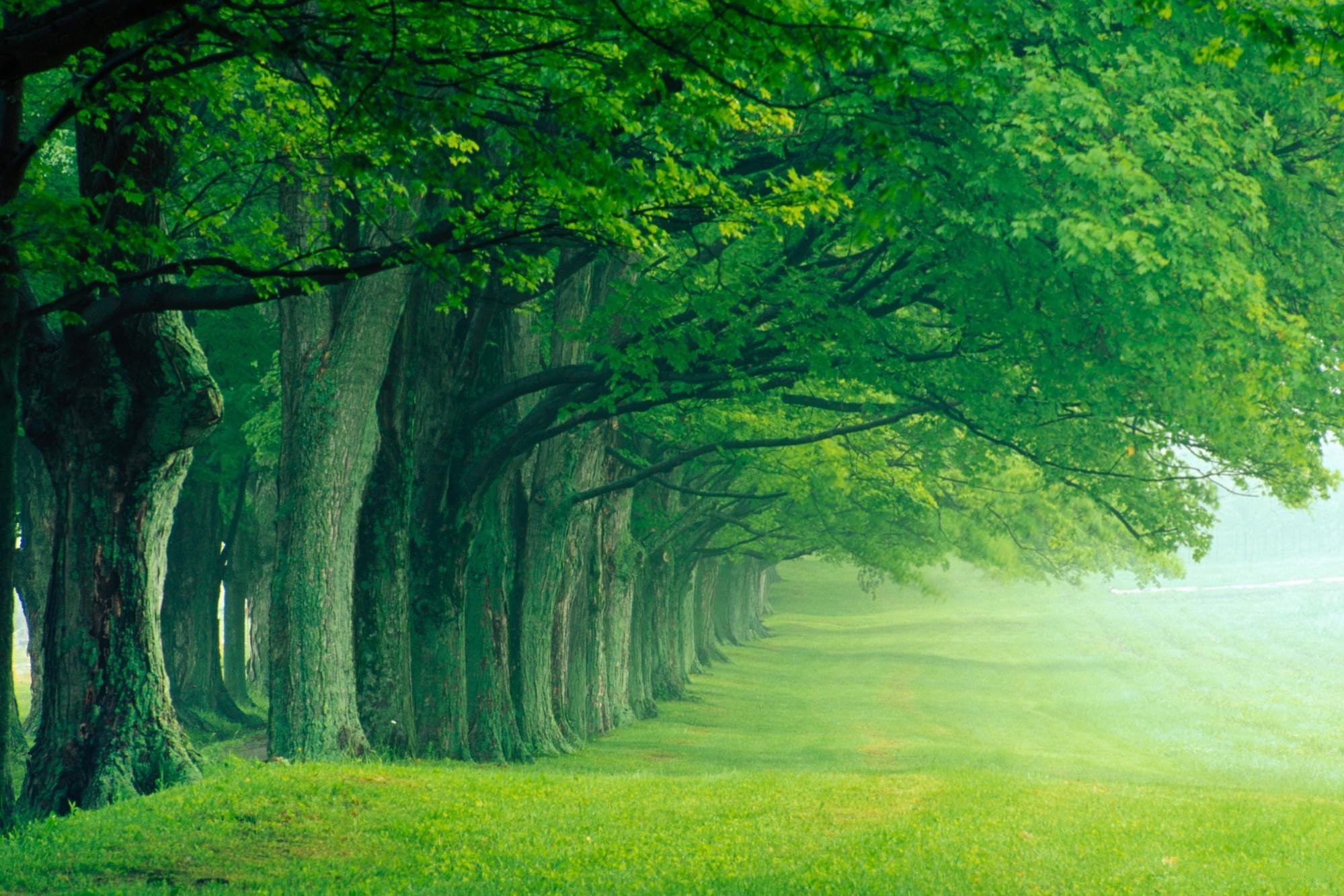 Лес летом план. Природа. Природа зелень. Дерево зеленое. Красивое зеленое дерево.