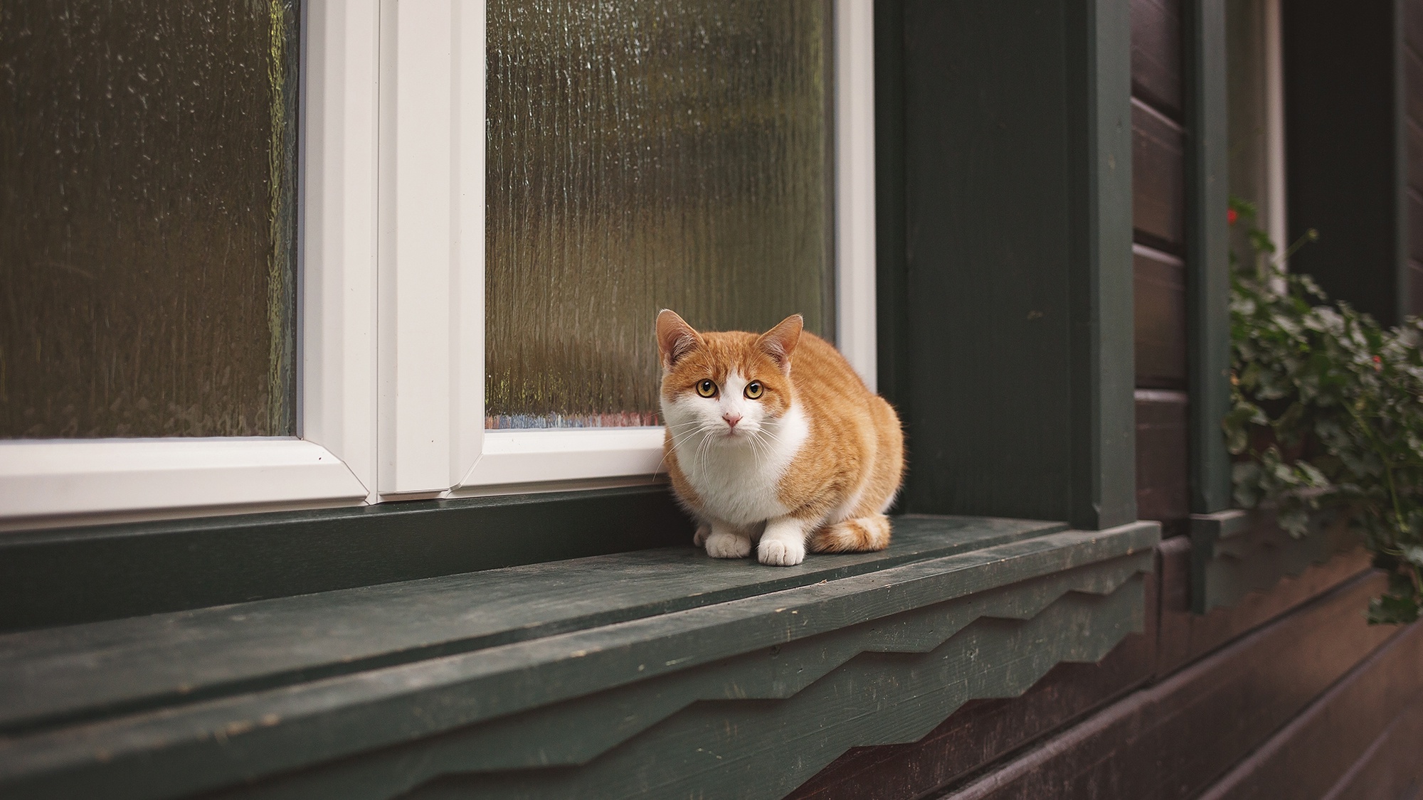 Кот на карнизе. Коты на подоконнике. Рыжий кот на подоконнике. Кот на окне. Рыжий кот на окне.