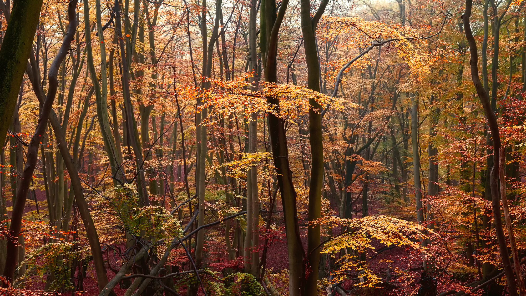 Пожелтевший лес причастие. Осенний лес в Китае фото. Crimson Forest.