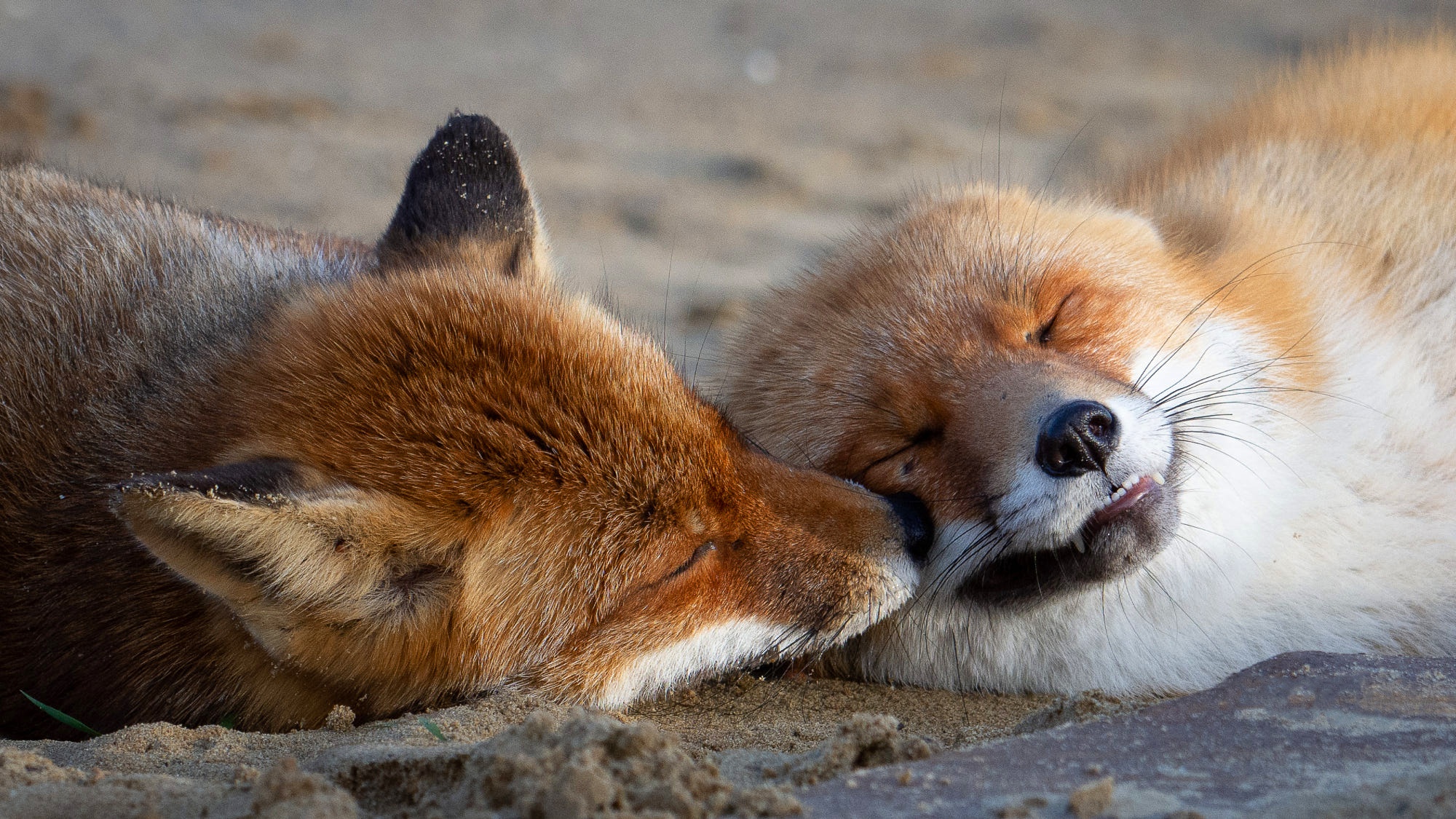 Рыжая лиса во сне. Лисы пара. Две лисы спят. Две лисы приснились.