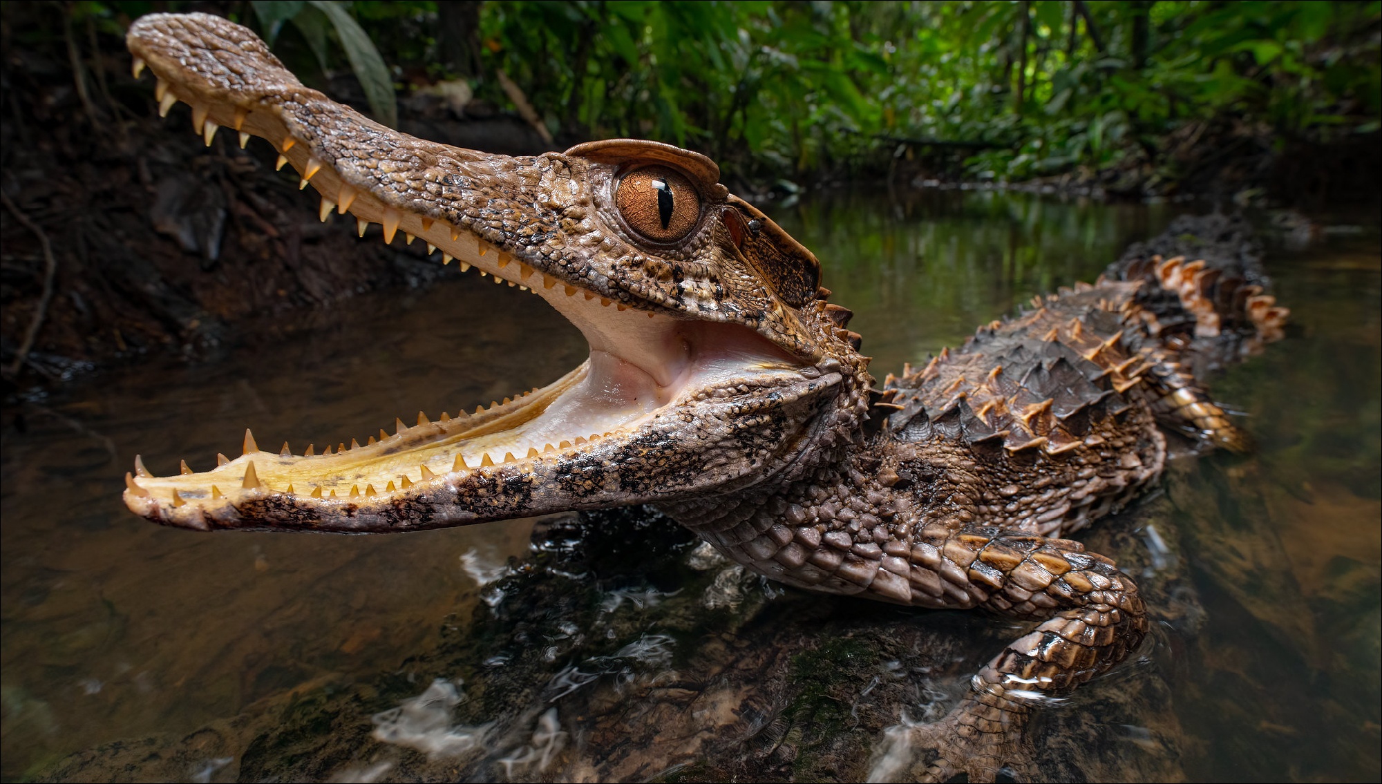 Sl9xn costa rica. Коста Рика крокодилы. Crocodile Wallpaper.