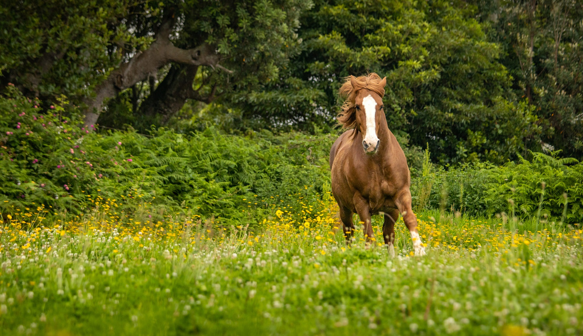 Лошадка в парке. Лошади на природе. Парк лошадей. Лошади прогулка природа обои. Лошадь в зелени обои.