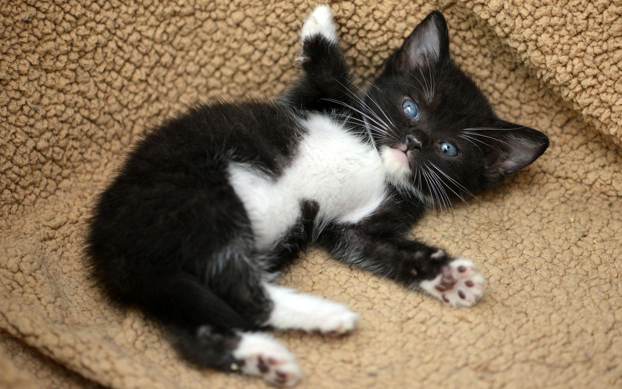 Котята с белыми лапками. Котенок черно-белый. Котята чёрно белые. Черный котенок. Черный котенок с белыми лапками.
