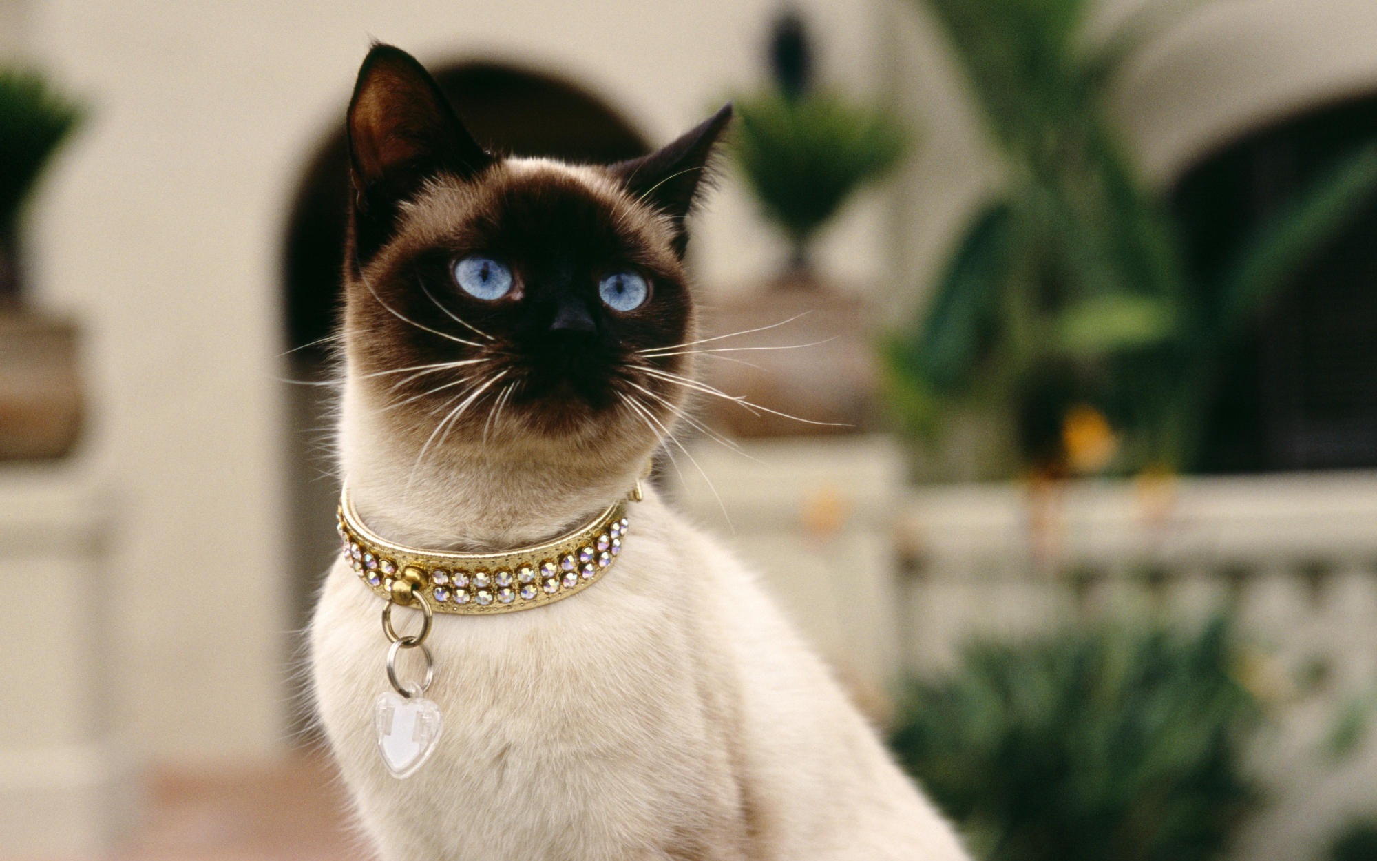 Красиво про кота. Королевская Сиамская кошка. Сиамский Сноу-Шу. Сиамская кошка фото. Красивый кот.