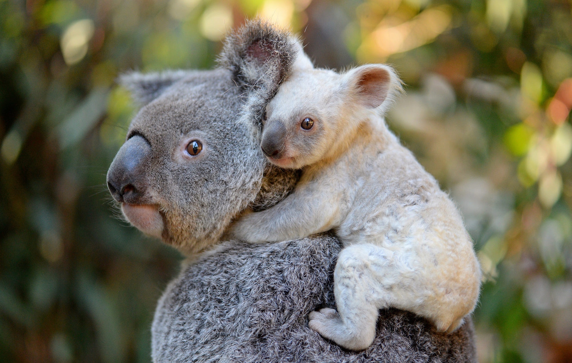 самые необычные животные австралии