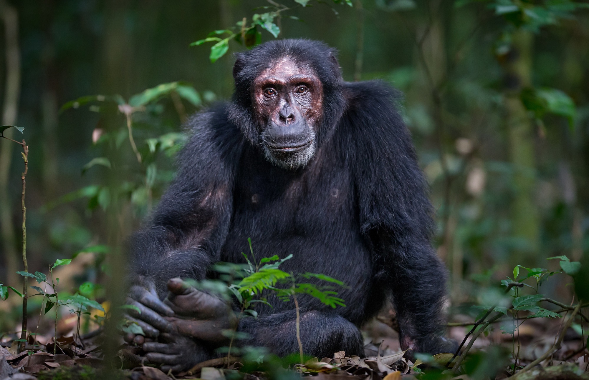 Шимпанзе человекообразная обезьяна