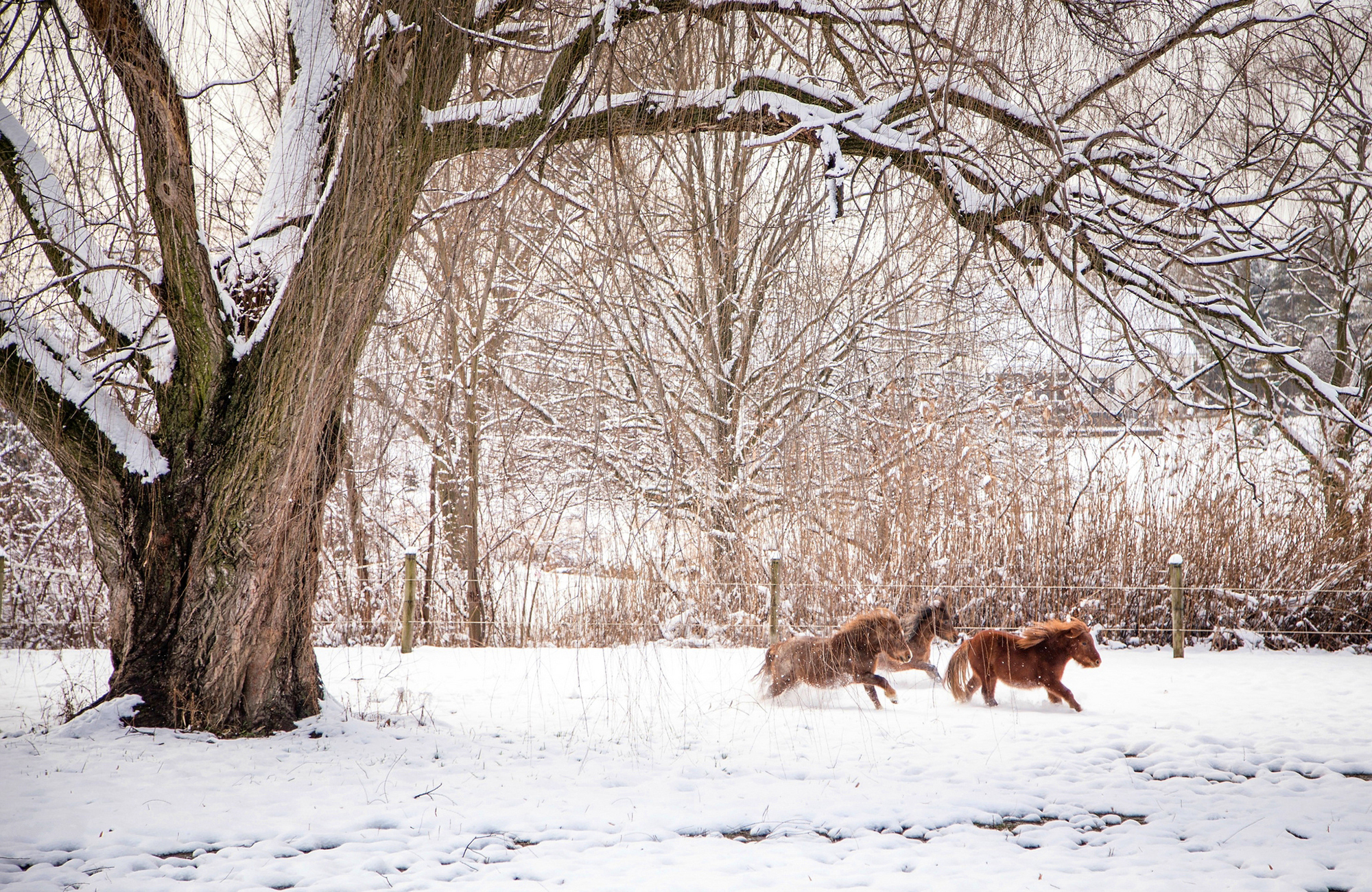 Животные перед зимой. Зимние животные. Животные зимой. Зимний пейзаж с животными. Животные в зимнем лесу.