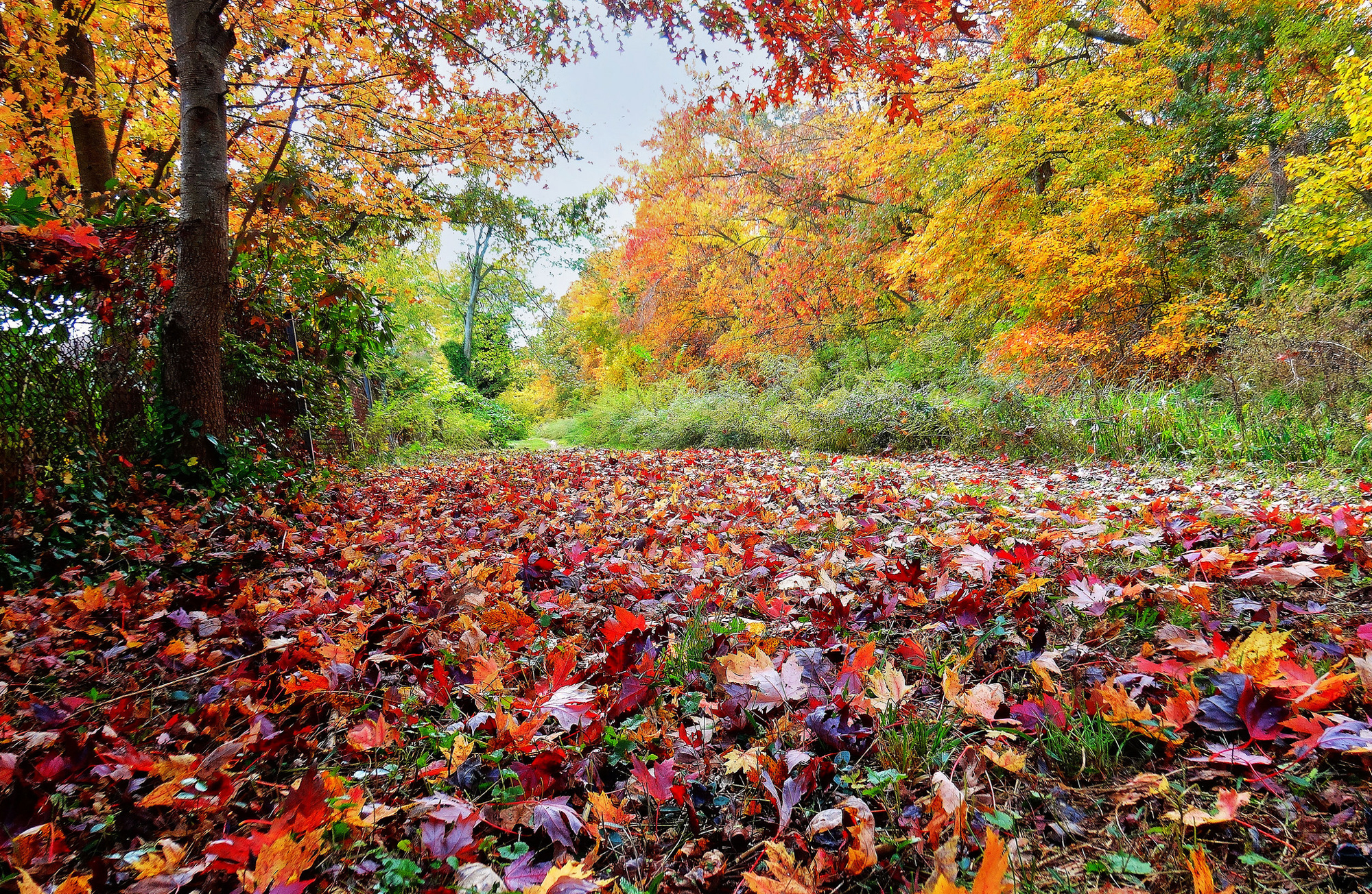 Какая сейчас осень. Осенний лес. Листья на земле. Разноцветная осень. Осенние листья на земле.