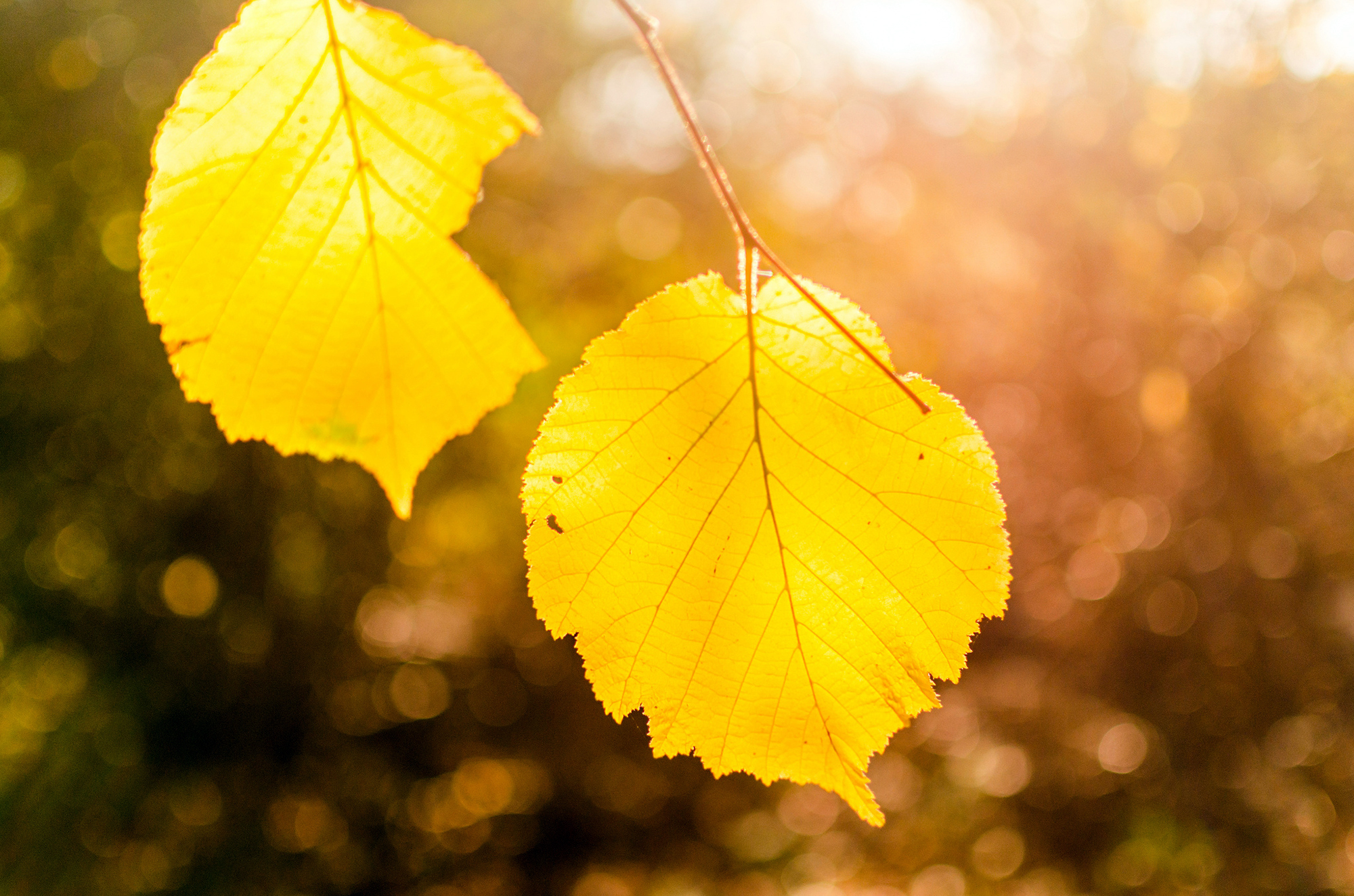 Сток лист. Желтый лист. Листья осенью. Листик желтый. Лист березы желтый.