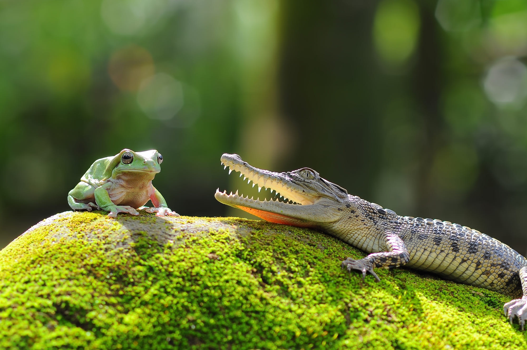 Крокодилы и лягушки какие животные. Крокодил. Крокодил и лягушка. Крокодил и жаба. Крокодил с лягушками на спине.