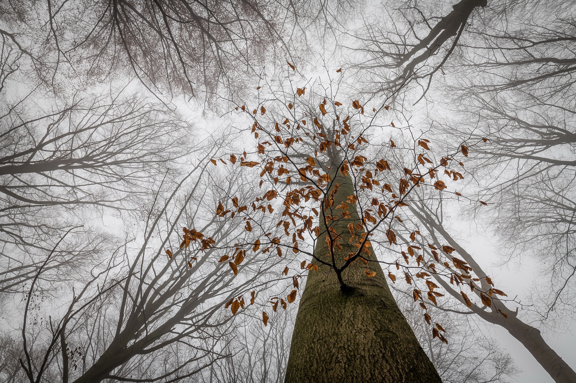 Last trees. Дерево с последним листом фильм. Деревья без листьев и пасмурная погода. Старая осень картинки голое дерево без листьев. Картинки усыпают деревья последние листья теряя.