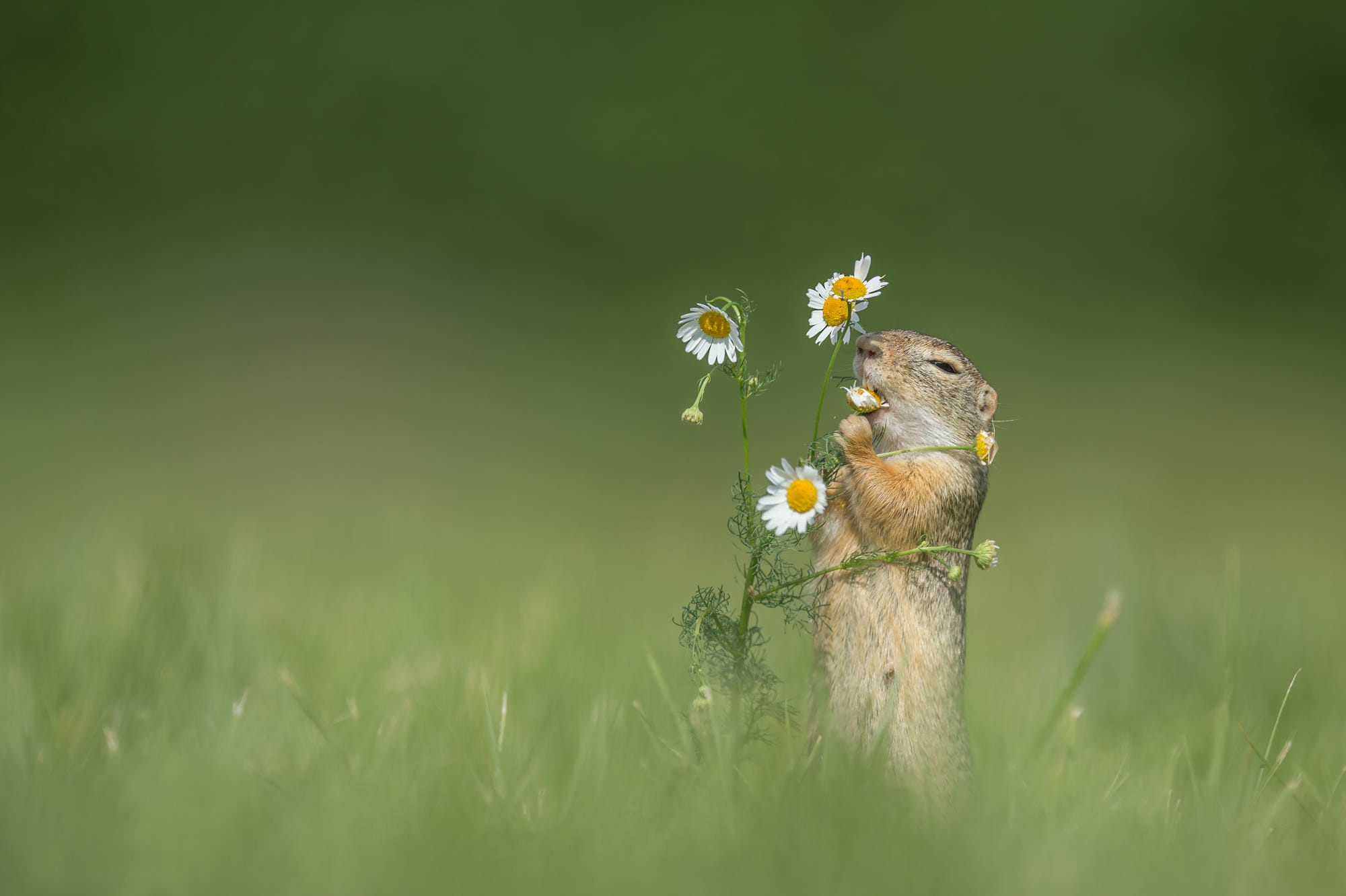 Сова суслик. Суслик. Суслик с цветами. Животные в ромашках. Суслик c wstnjxrjv.