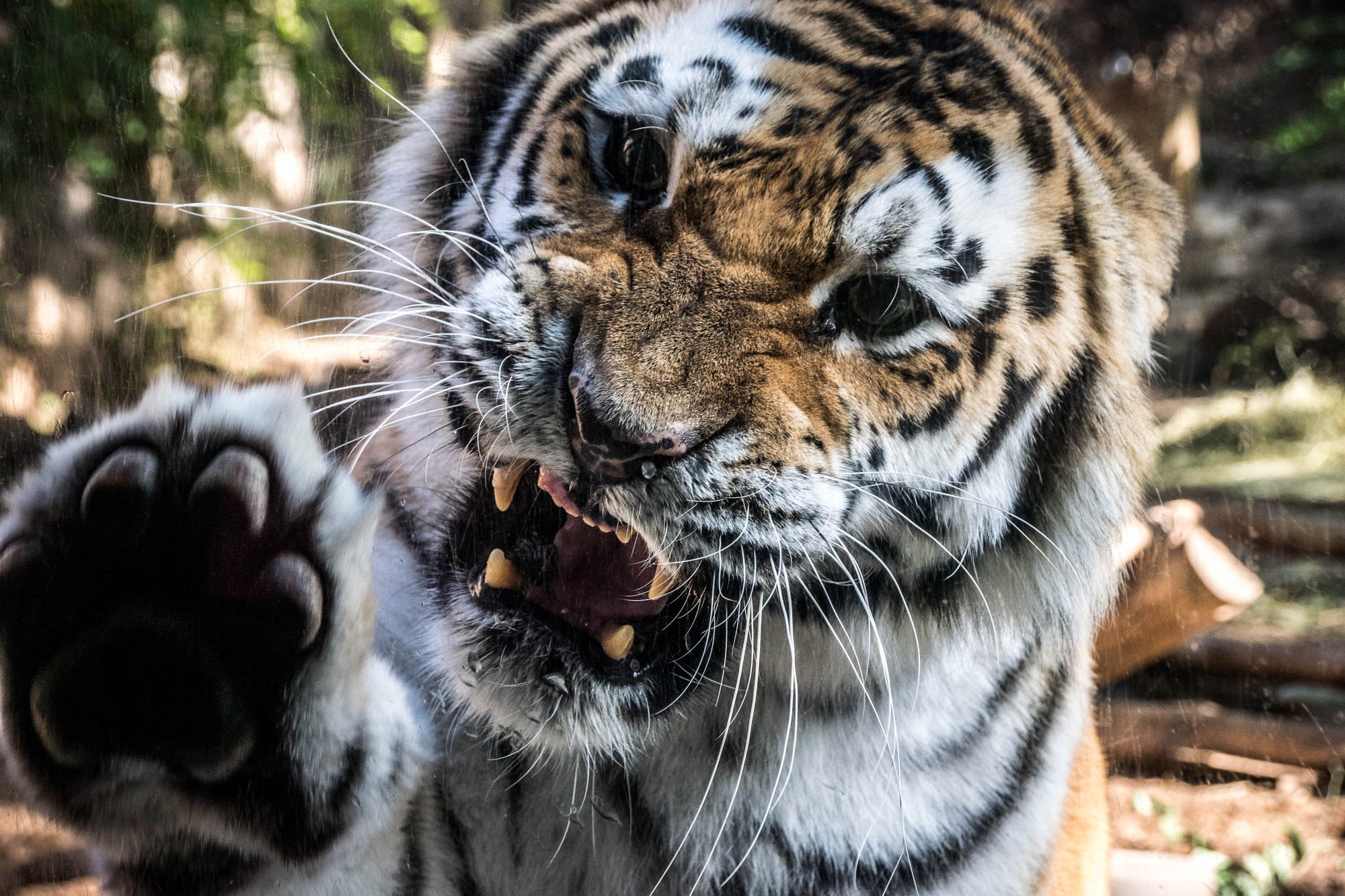 Oscal tiger 12. Амурский тигр оскал. Оскал тигра Грозный. Грозный тигр. Амурский тигр злой.