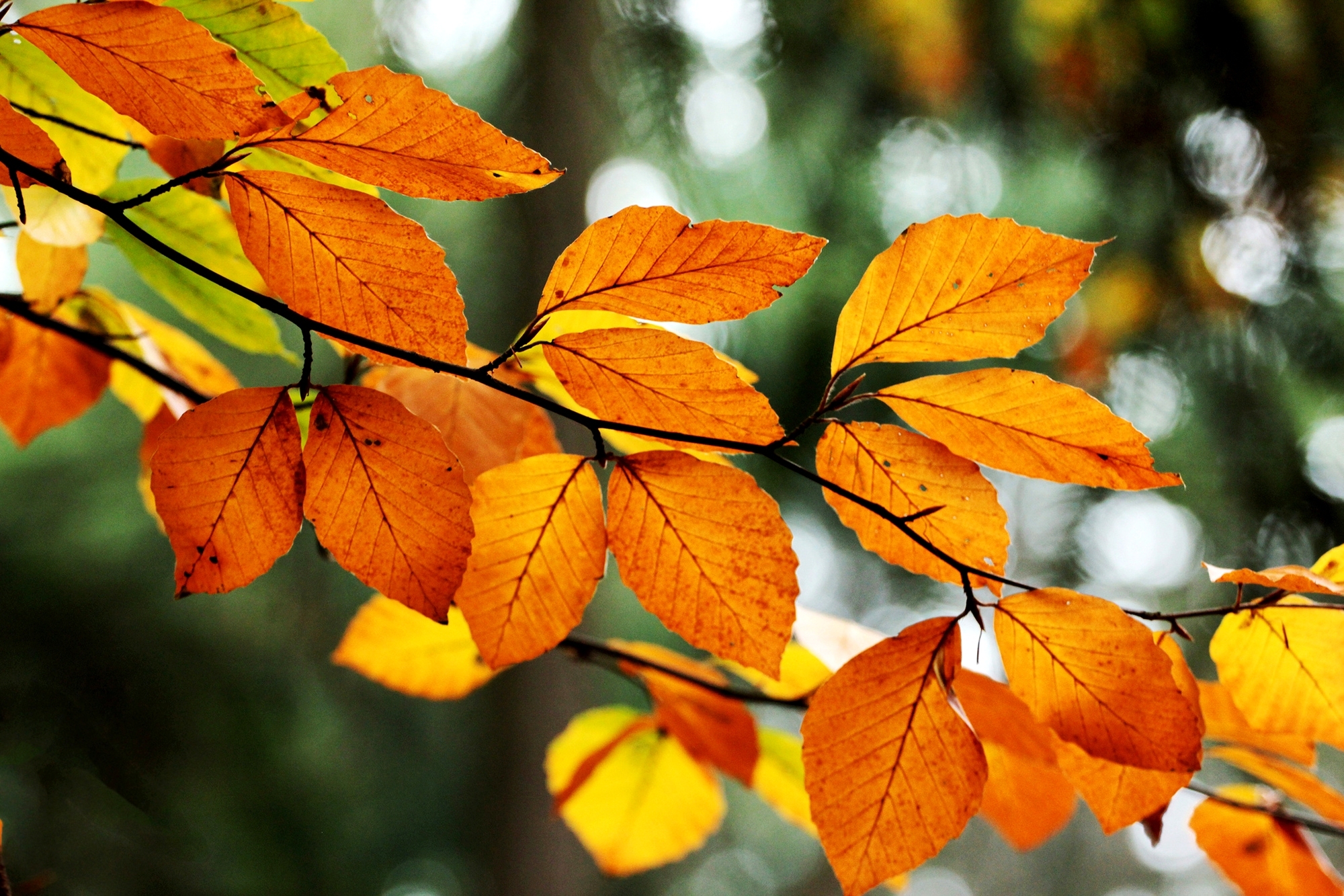 Ветка осенних листьев. Осенняя веточка. Осенние листья. Осенняя листва. Красивые листья.