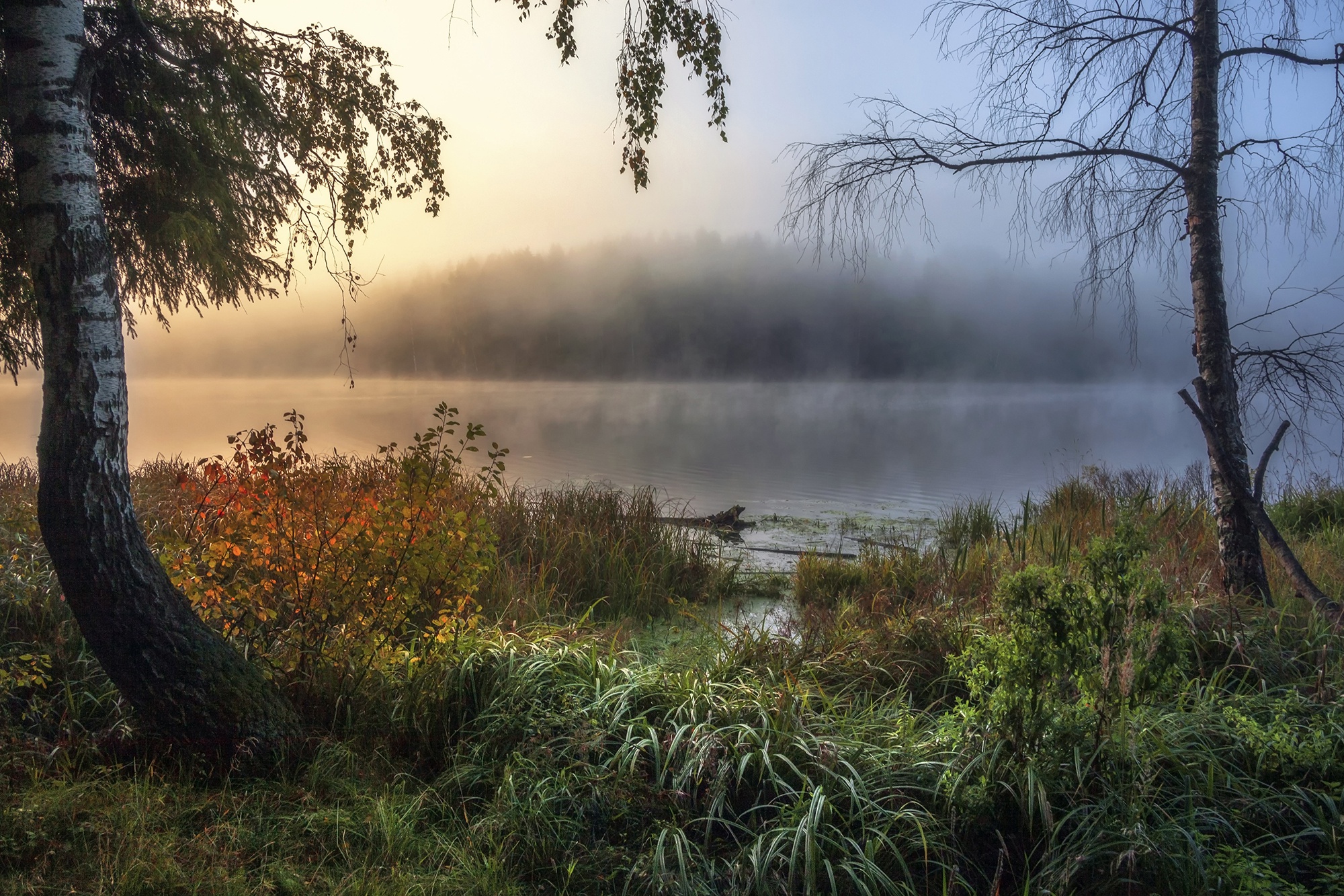 Там за лесом за рекой. Кавголовское озеро утренний туман. Туман над озером. Туманное утро на озере. Туман над озером в лесу.