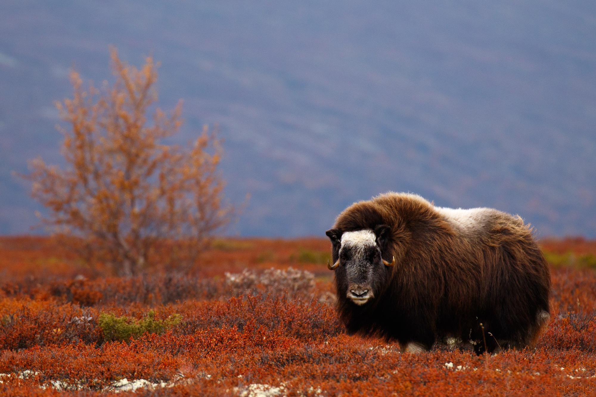 Фауна тундры северной америки. Овцебык в тундре. Мускусный овцебык. Большой Арктический заповедник овцебык. Гренландский овцебык.