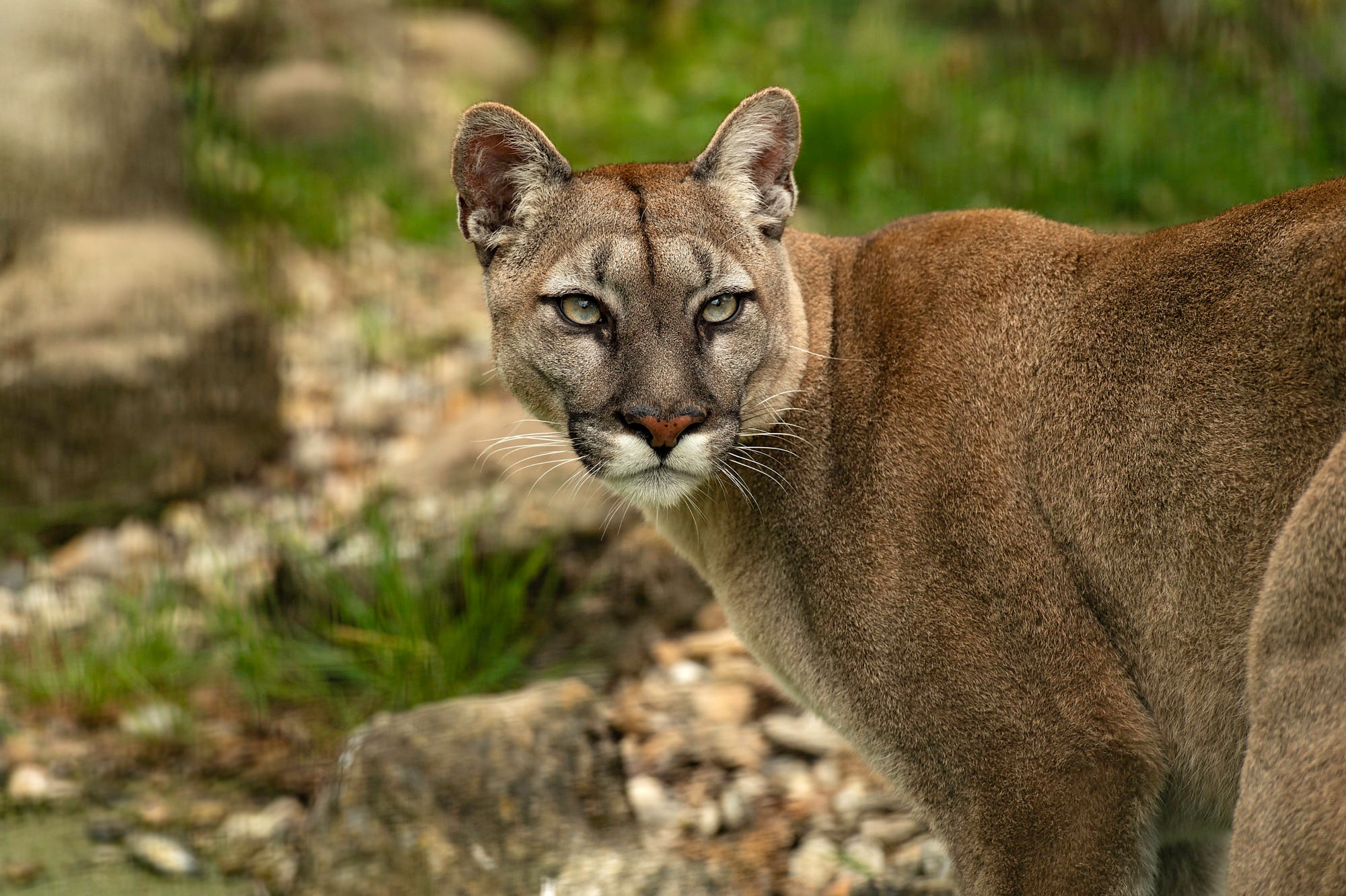 Cougar uniface