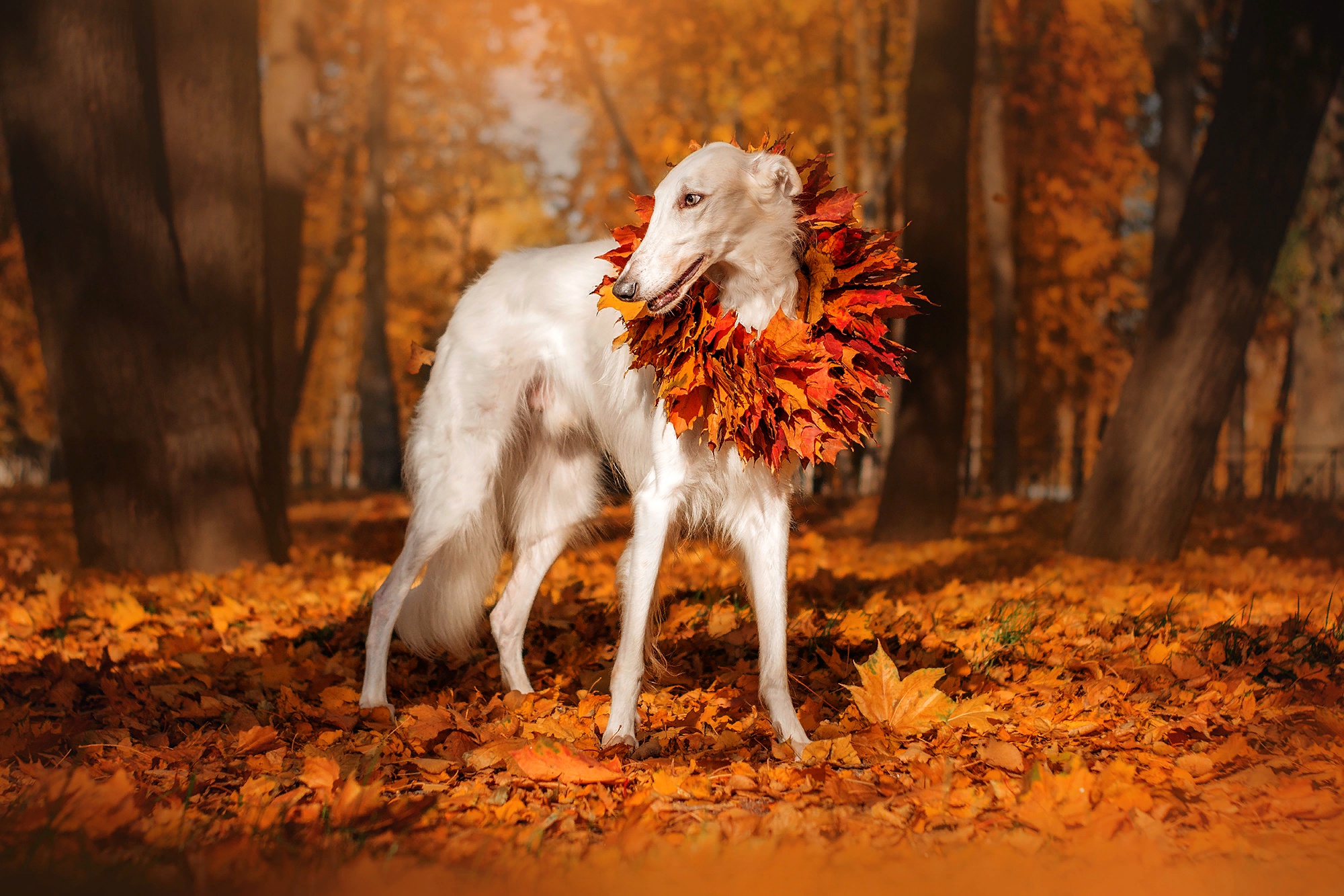 фото красивой природы осень и животных