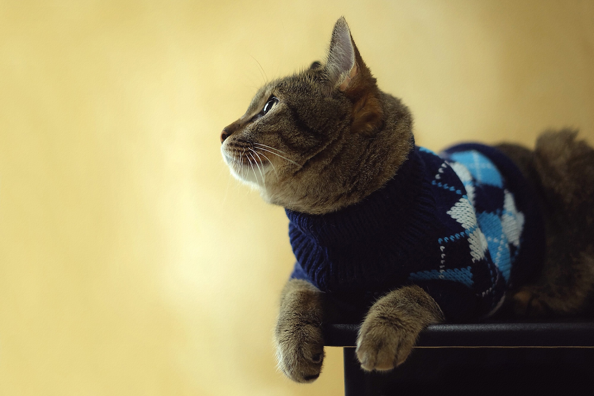 Кот в кофте. Кот в свитере. Свитер для кошки. Кофточки для кошек.