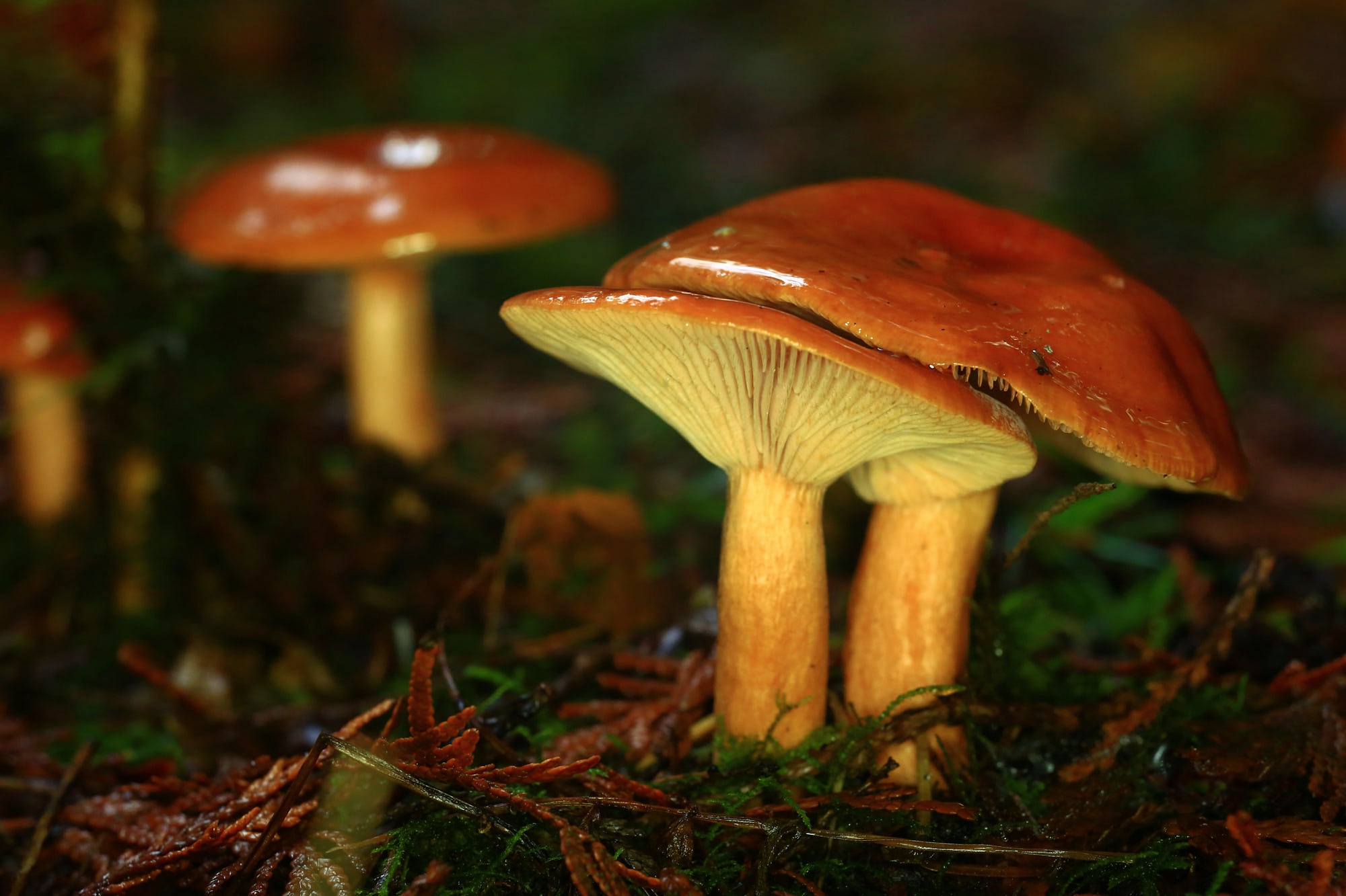 фото грибов маслят съедобных