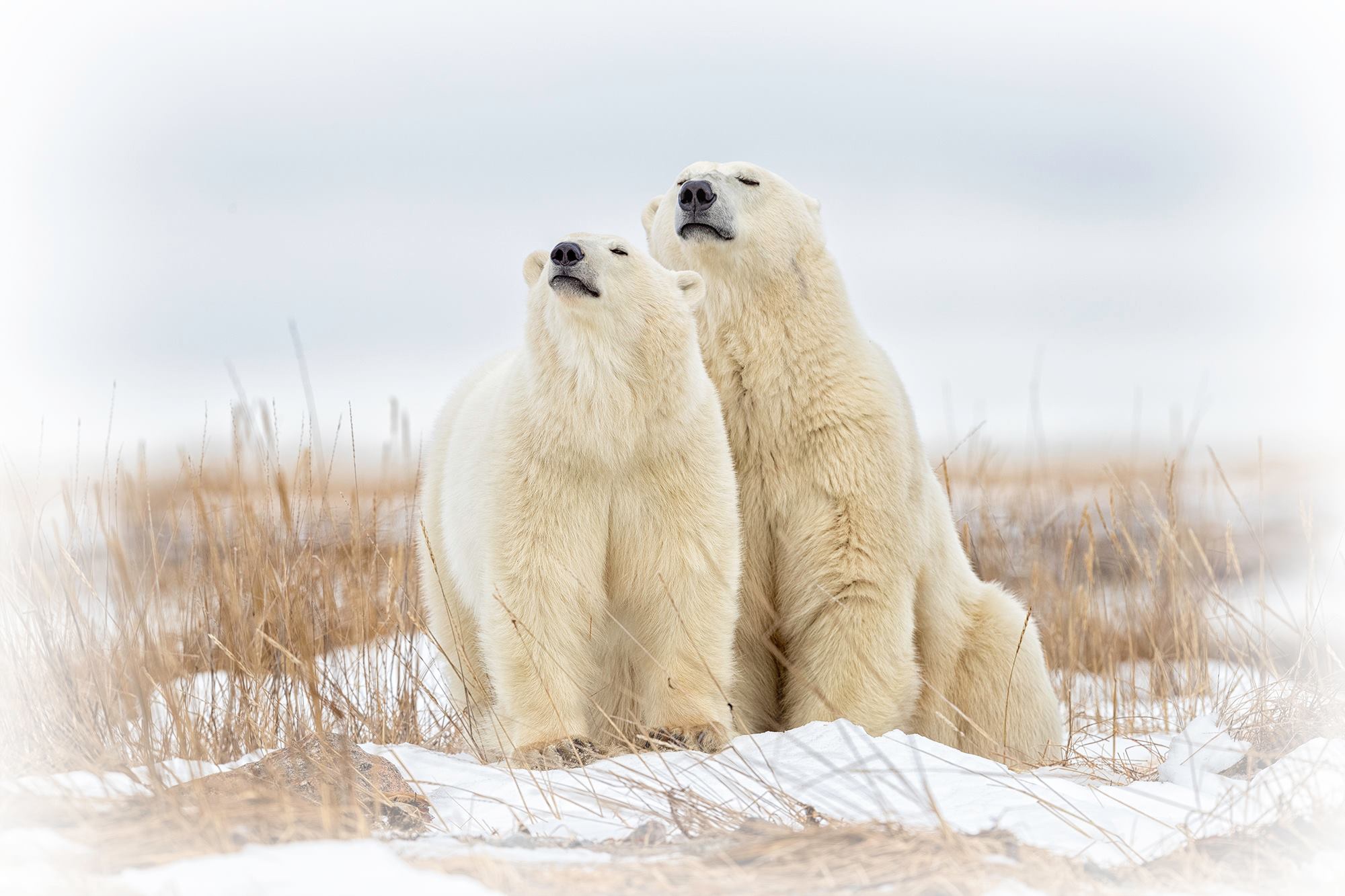 Поздравления с днем белым медведем. Белый медведь на Таймыре. Пара белых медведей. Самка белого медведя. Пара медведей.