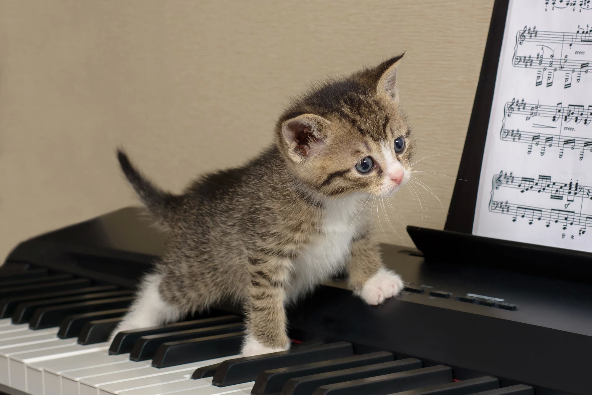 Живой звук котят. Пианино «котёнок». Кот на пианино. Музыкальный кот. Котик на пианино.
