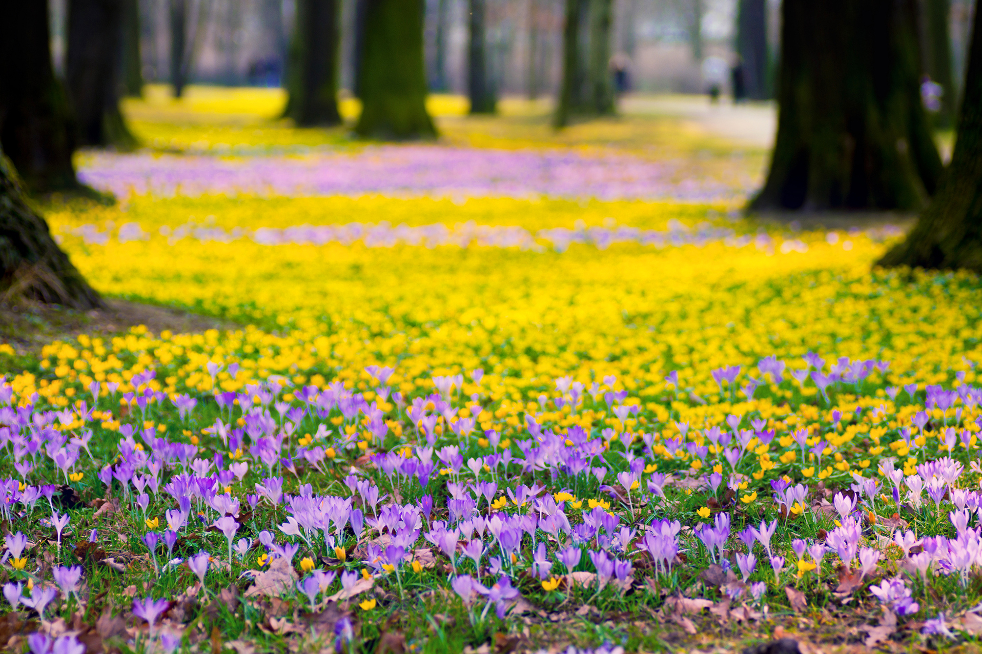 Цветы весны фото красивые. Парк Галицкого крокусы. Поляна цветов. Весенние цветы.