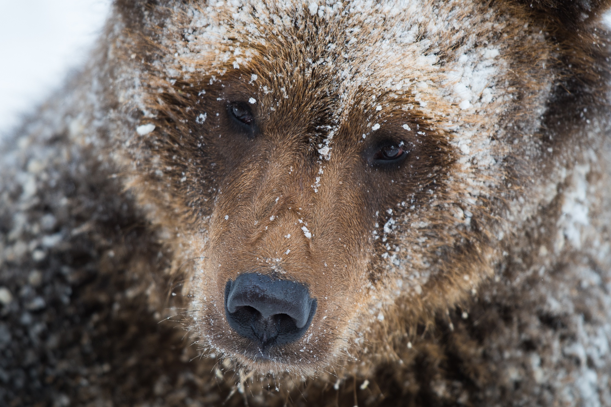 Медведь в сугробе. Нос медведя. Глаза медведя. Глаза медведя фото. Морда медведя.