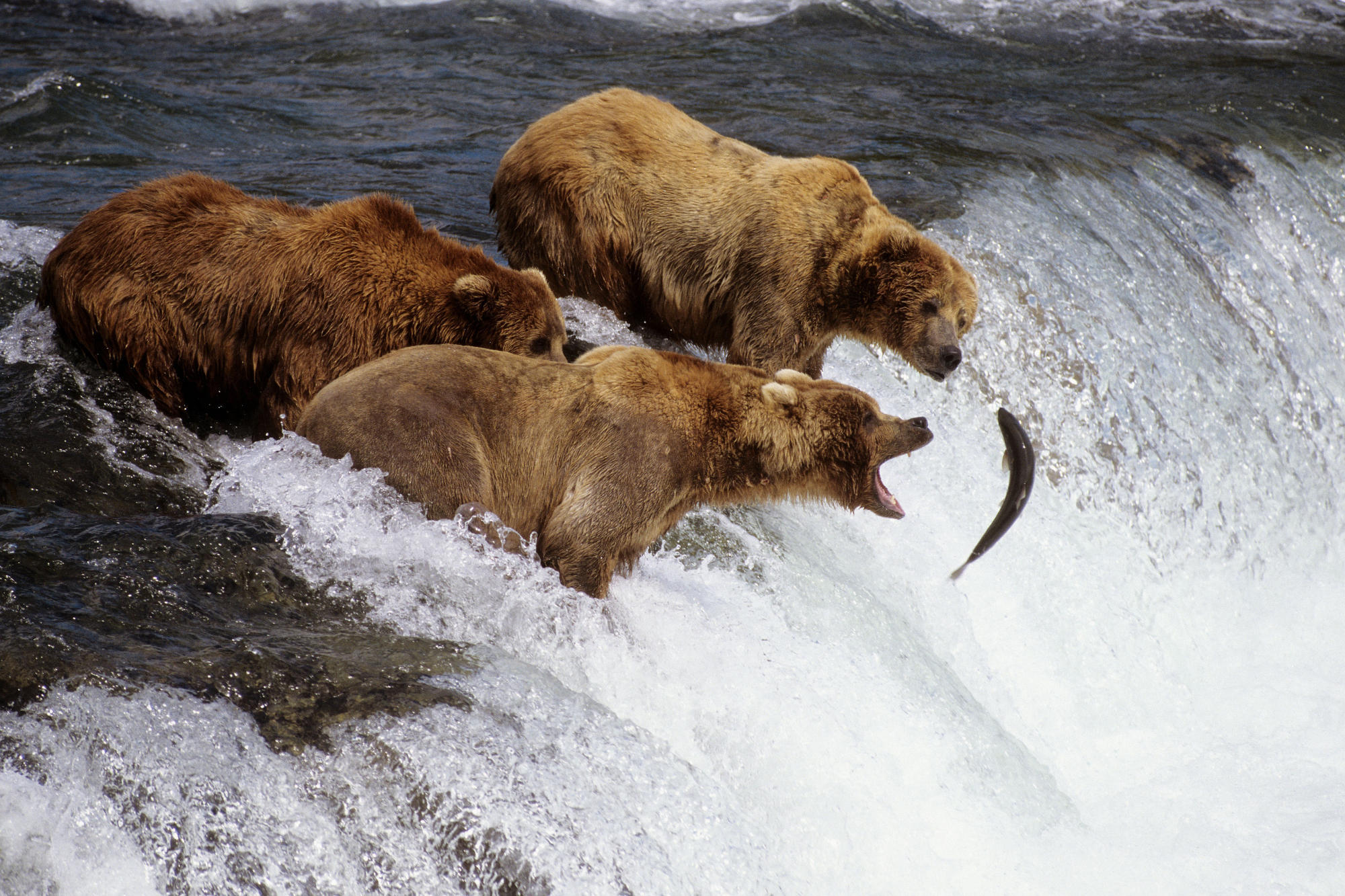 Популяция бурых медведей. Остров Кадьяк бурый медведь. Беар Браун Аляска. Медведь Гризли на Аляске. Гризли североамериканский бурый медведь.