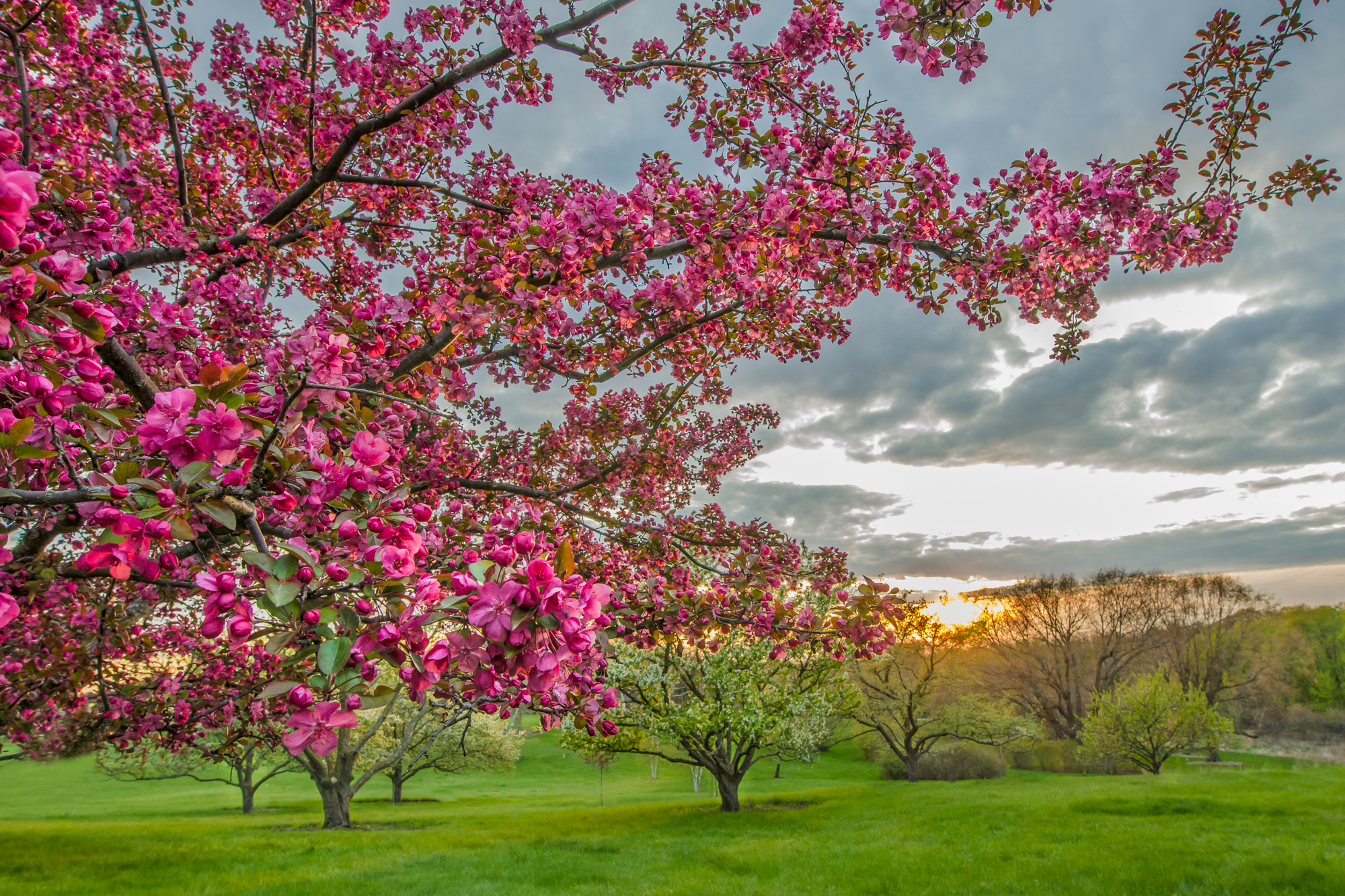 Розовые деревья в горах. Кустарник красивоцветущий Сакура. Яблоня Адирондак. Яблоня Хидден Роуз. Яблоневый сад вишневый сад.