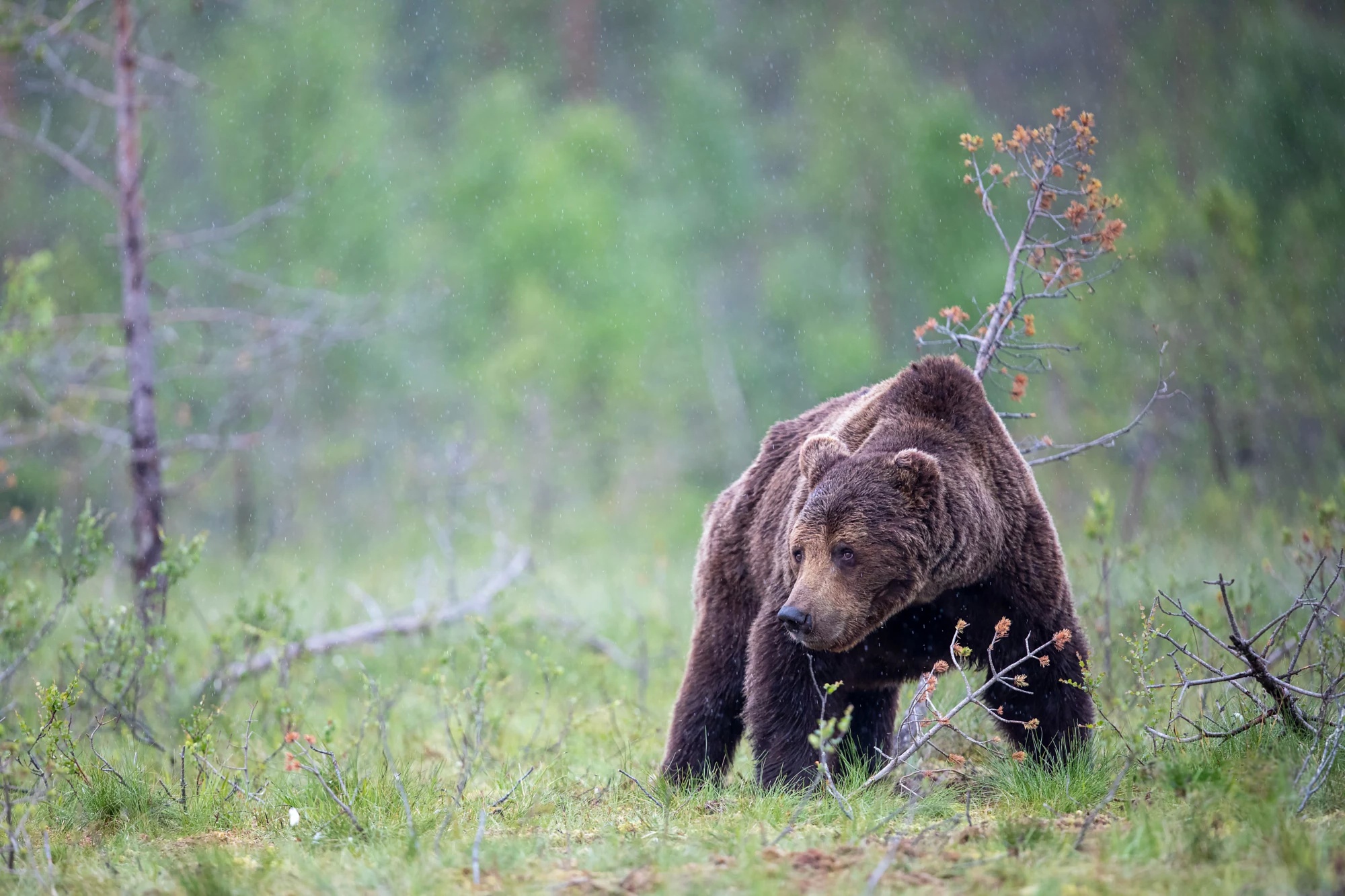Бурый медведь животное распространенное на территории. Ареал обитания бурого медведя. Местообитание бурого медведя. Место обитания бурого медведя в России. Среда обитания бурого медведя.
