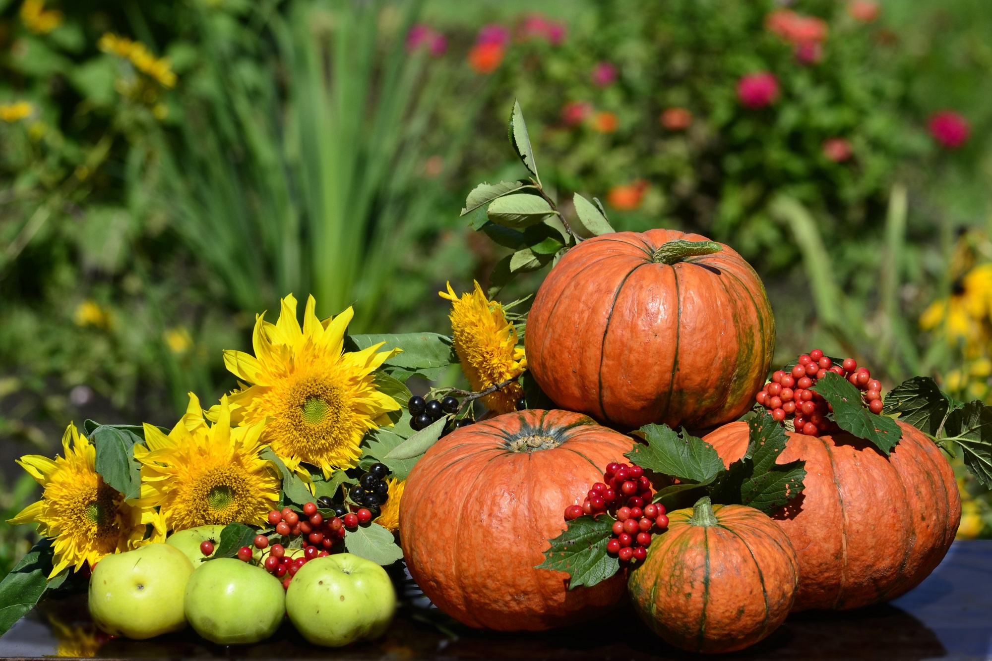 Лето тыква. Осенние овощи. Осень урожай. Осенние дары природы. Урожай в саду.